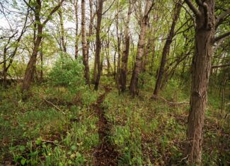 74 Acres in Dane County Town of York Rec, Hunting and Build Site for Sale