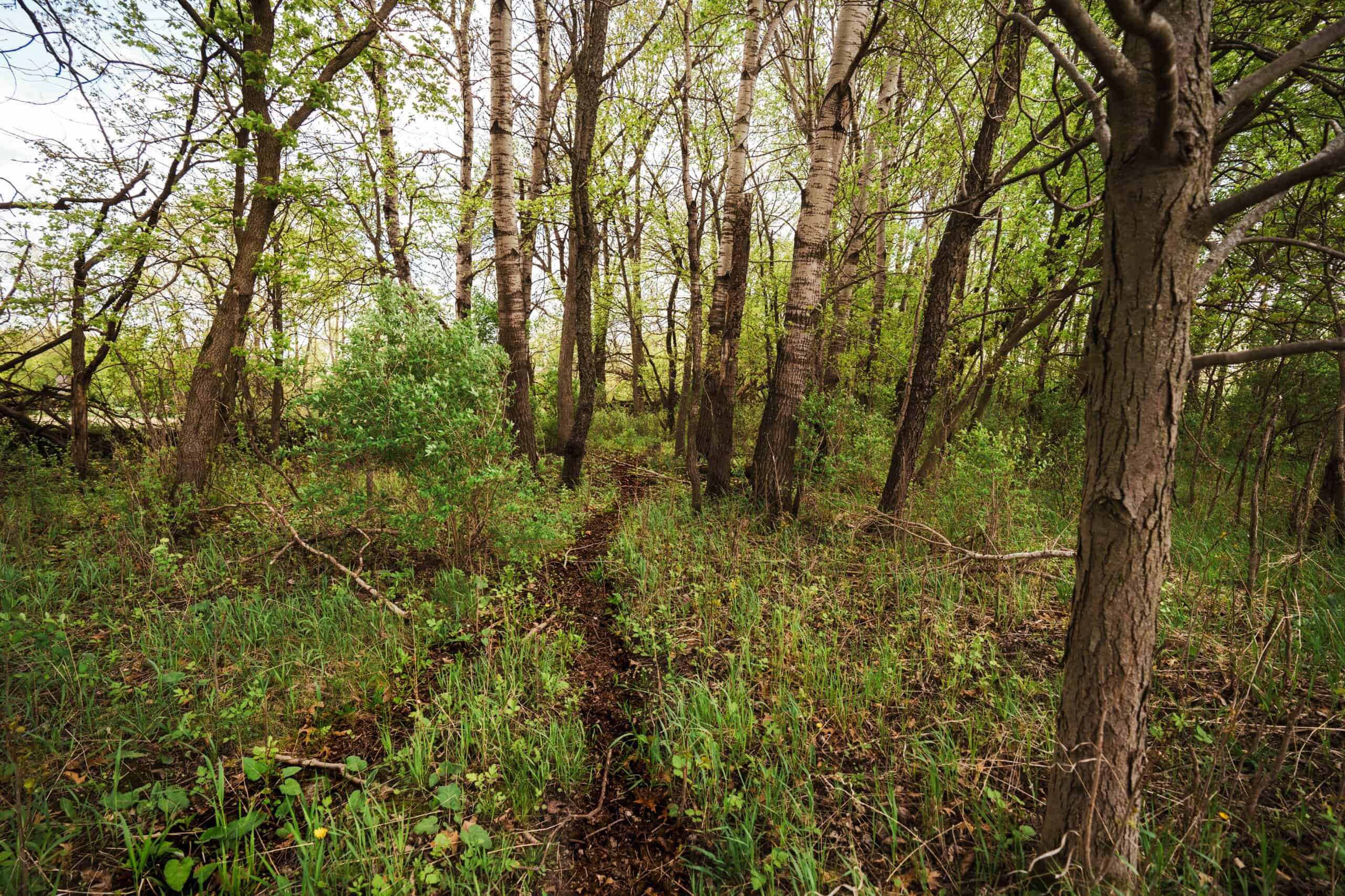 74 Acres in Dane County Town of York Rec, Hunting and Build Site for Sale