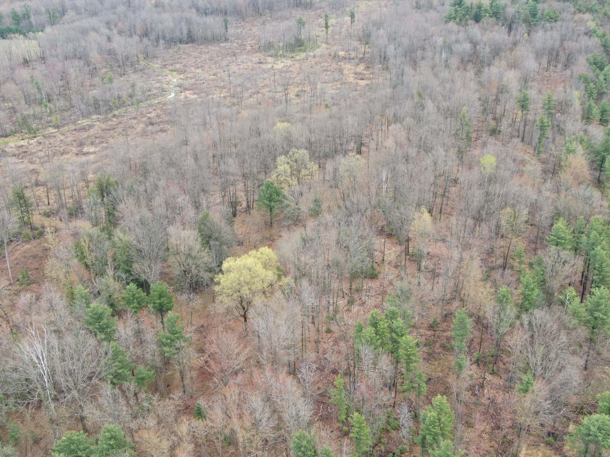 80 Acre Portage County Timber Tract For Sale