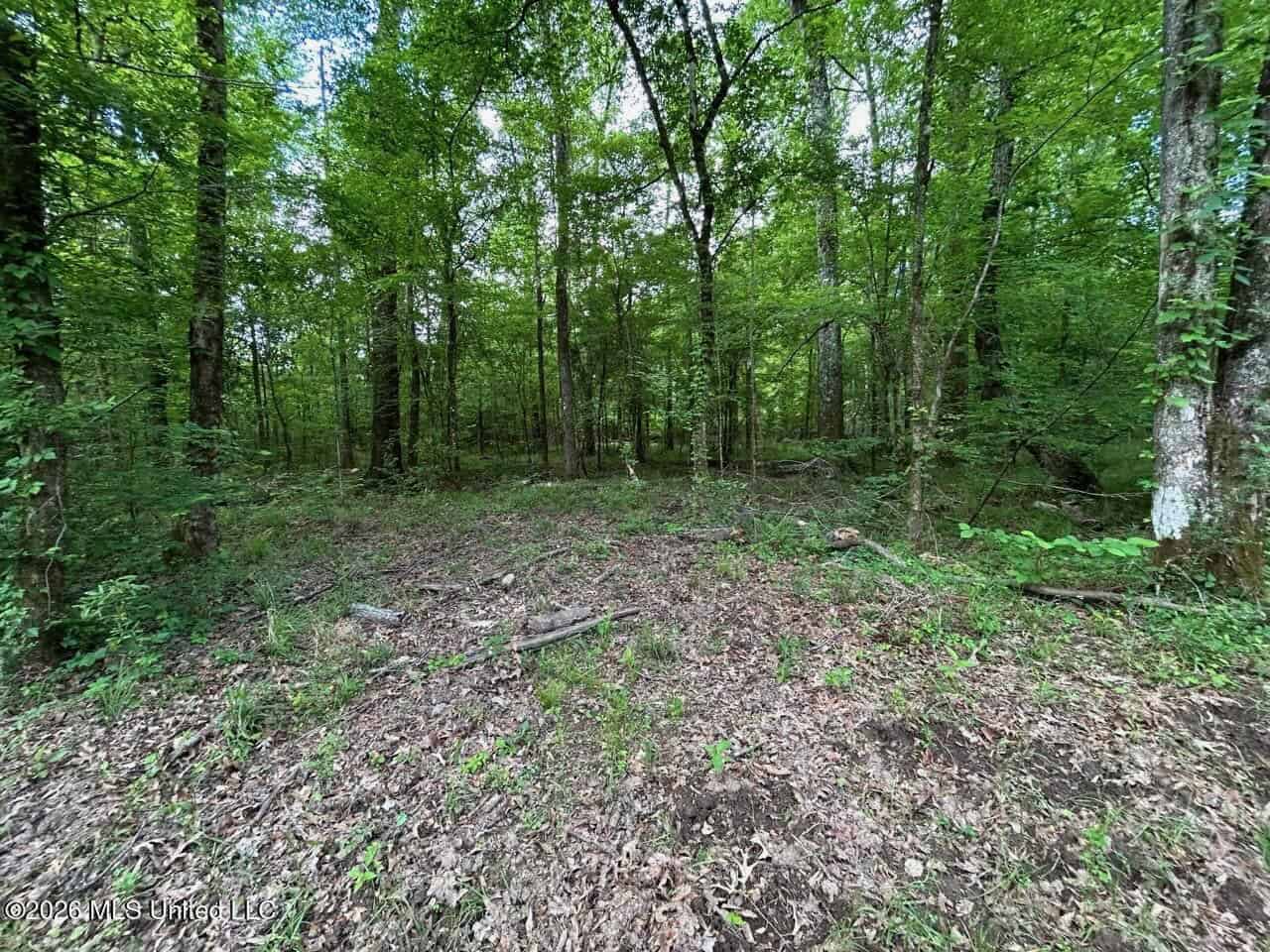 56 Acres in St. Helena Parish with Black Creek