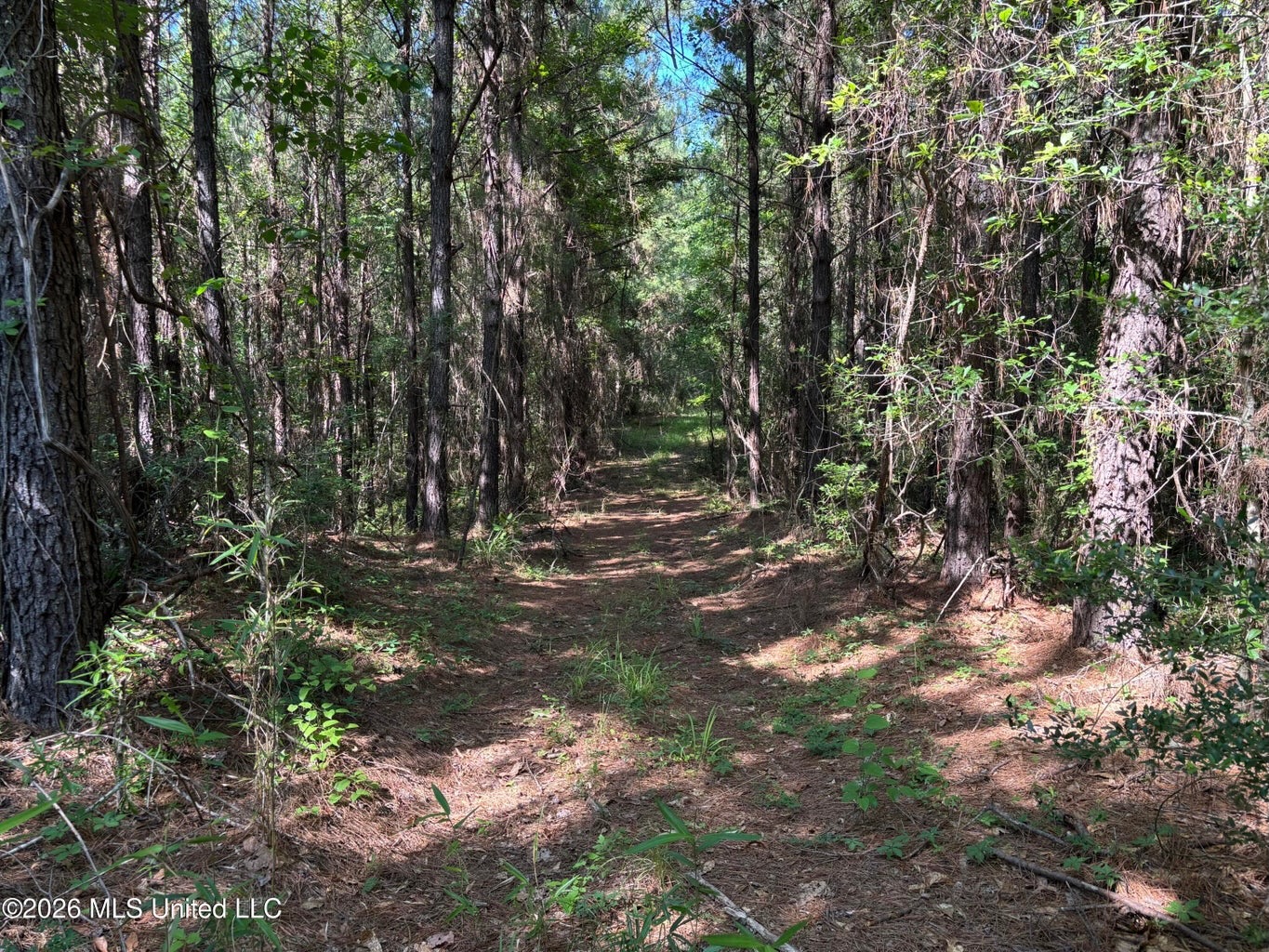 200 acres Franklin County MS Hunting Land Timber Investment