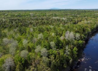 Maine River Property – 40.18 Acres – Woodville