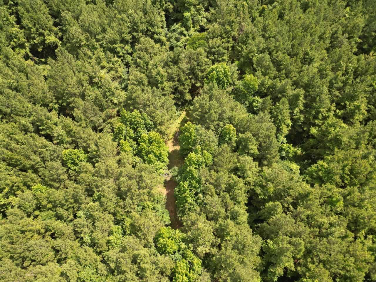 200 acres Franklin County MS Hunting Land Timber Investment