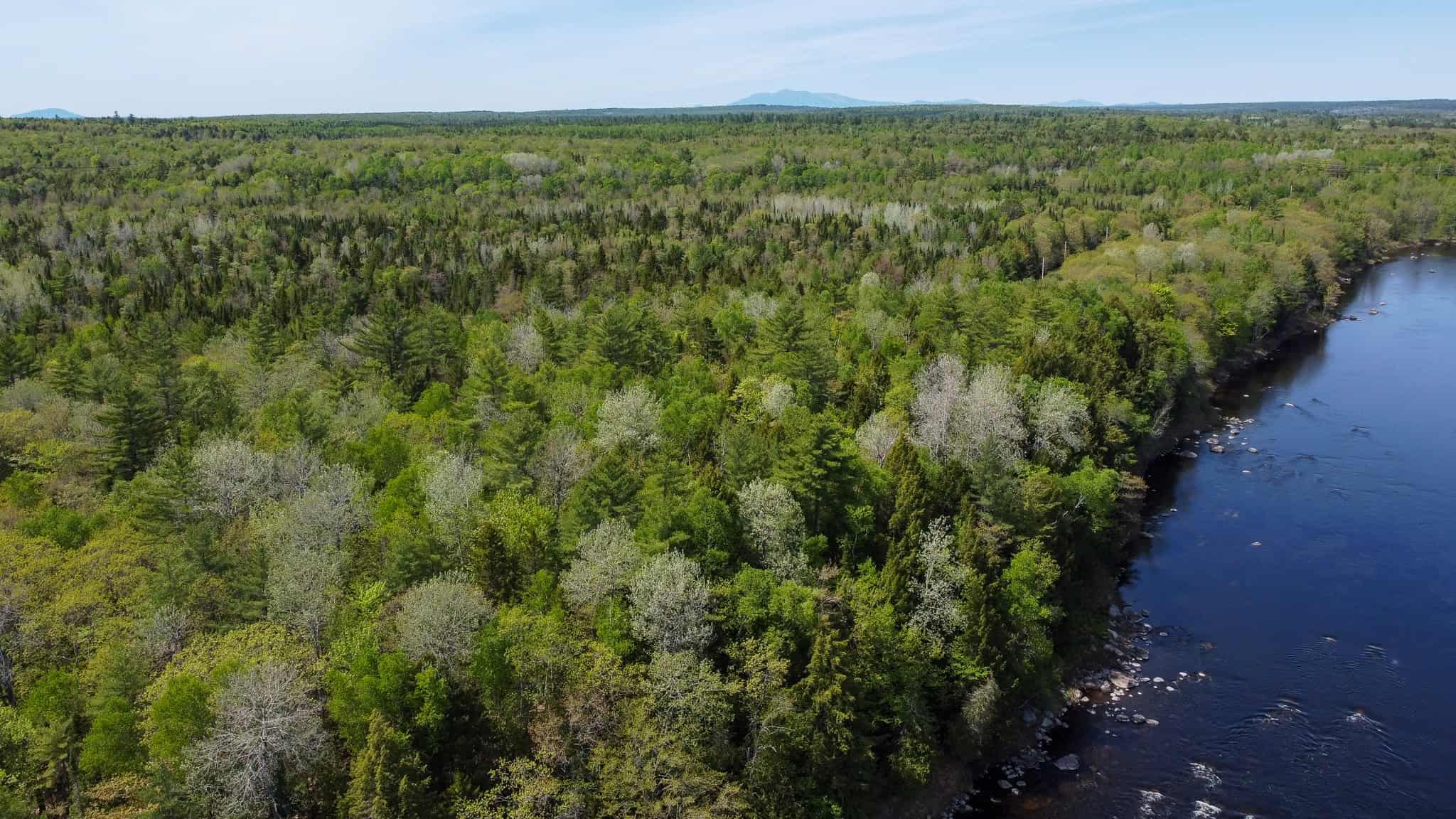 Maine River Property – 40.18 Acres – Woodville