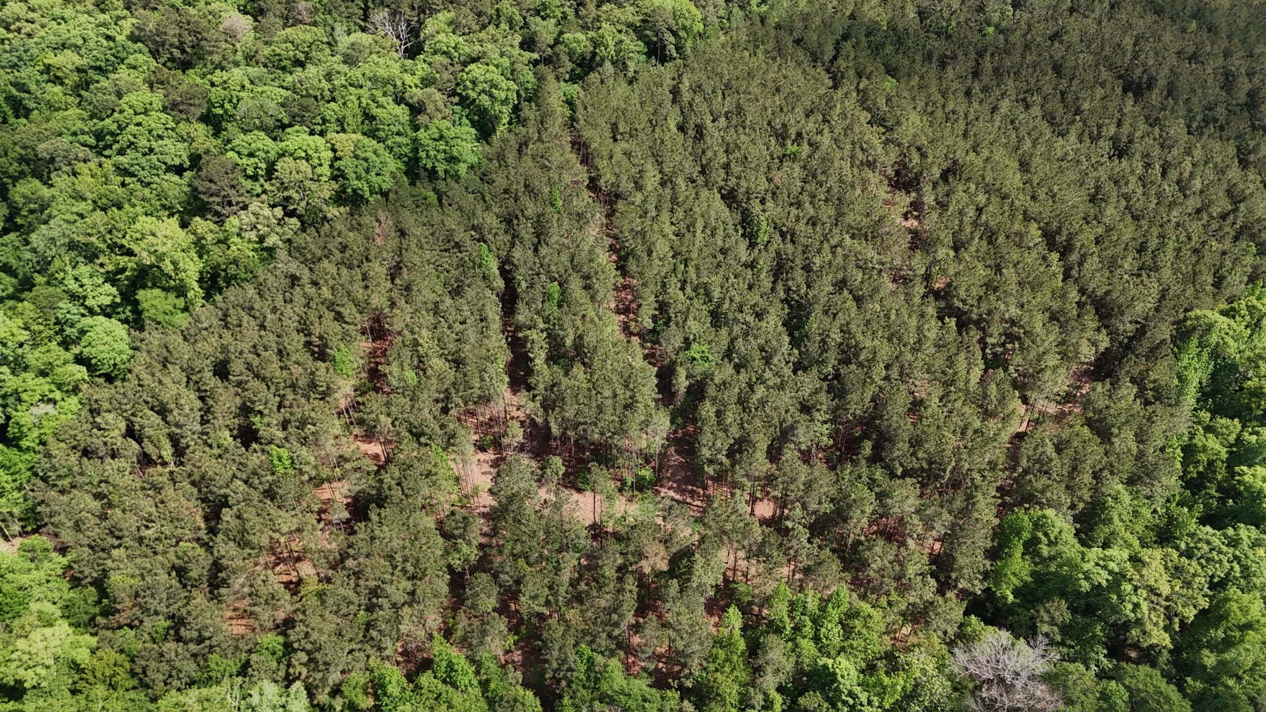 LA Recreation & Timber Property Joining Saline Lake