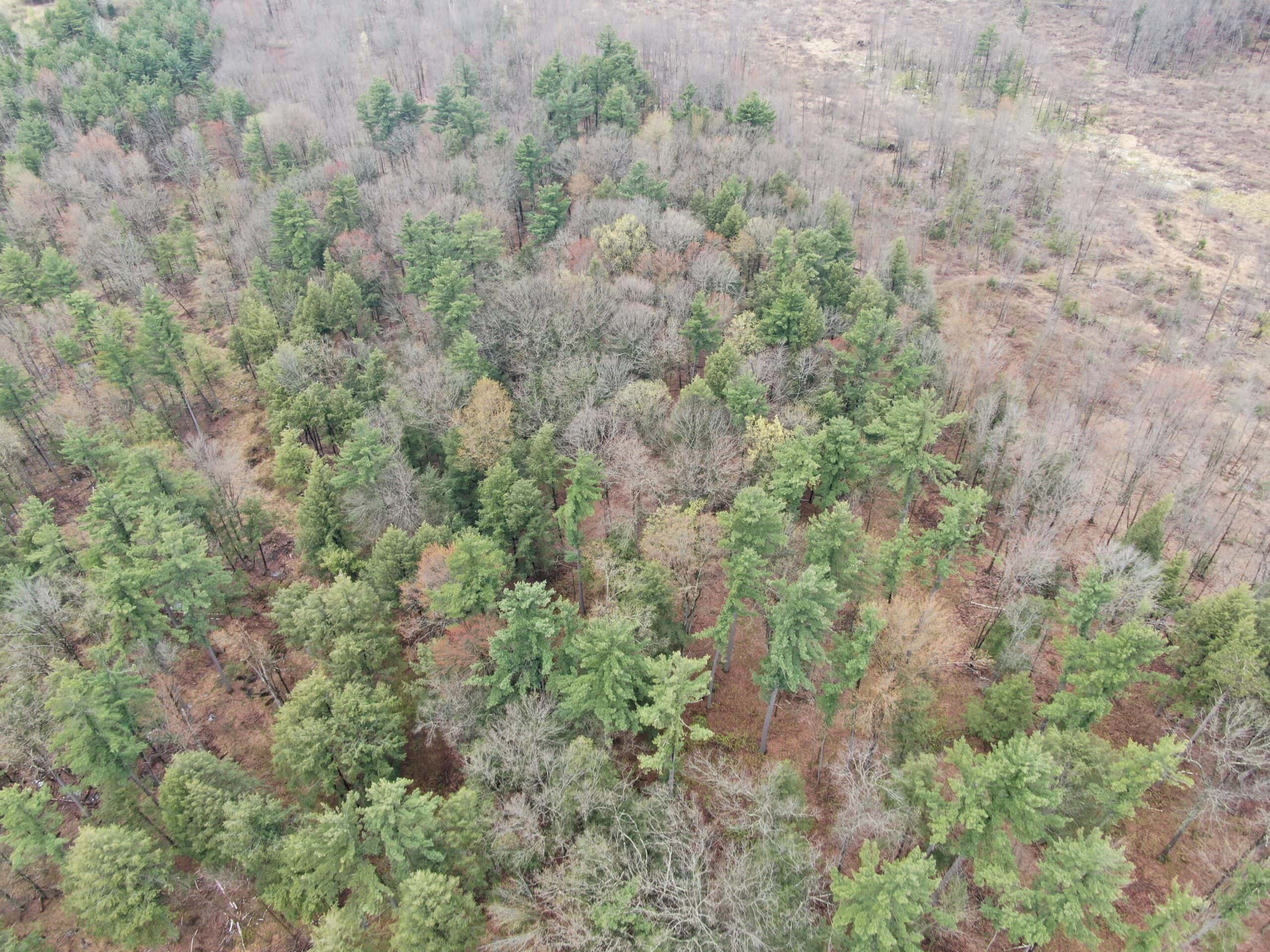 80 Acre Portage County Timber Tract For Sale