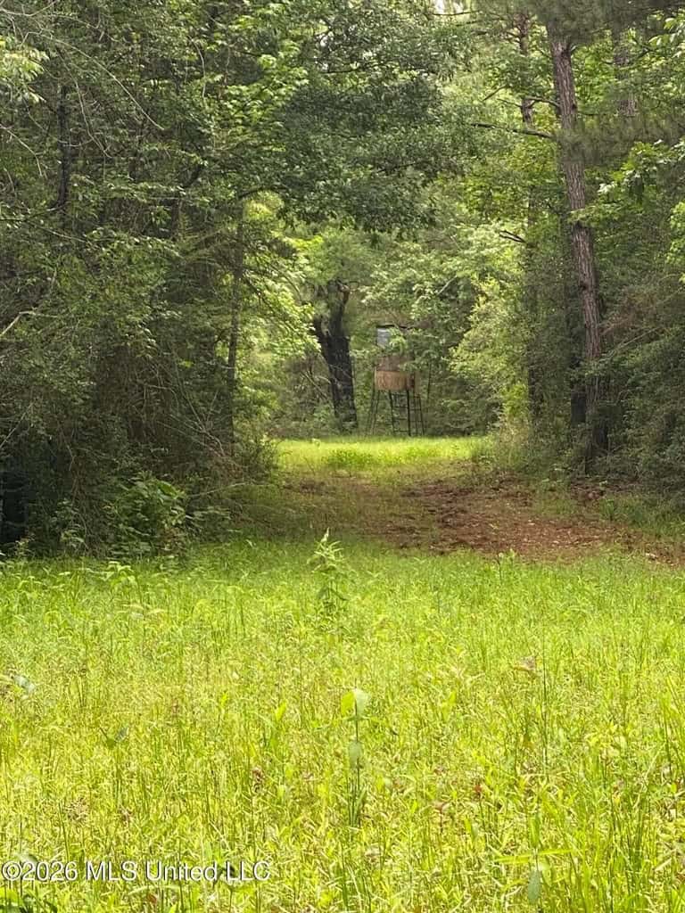 Hunting and Recreational Land for Sale in Amite County, Miss