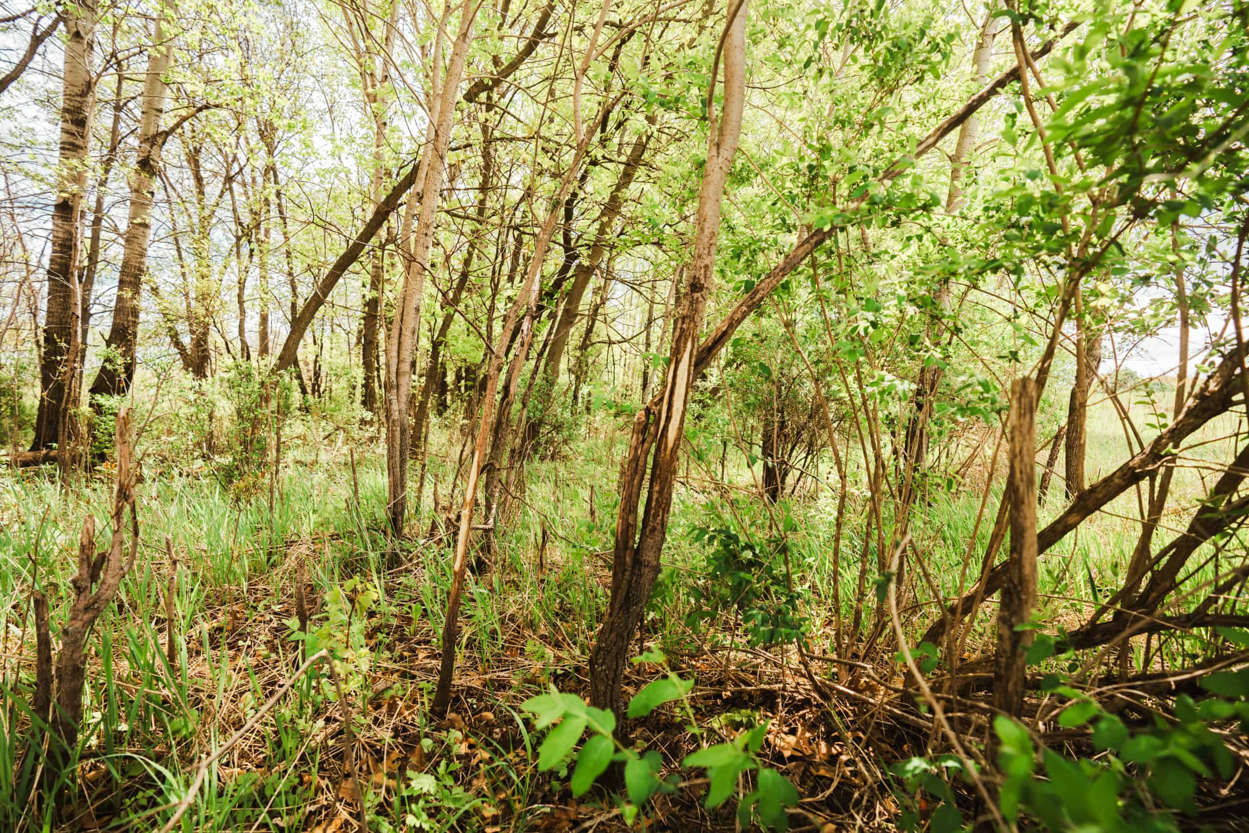 74 Acres in Dane County Town of York Rec, Hunting and Build Site for Sale