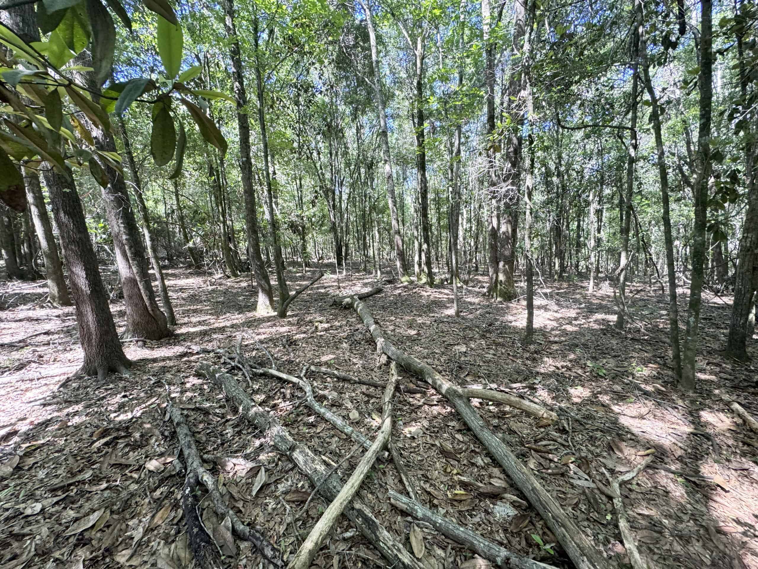 Exceptional 110 ac Hunting & Recreational Property in Shellman, GA