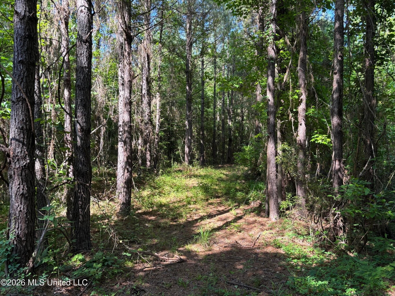 200 acres Franklin County MS Hunting Land Timber Investment