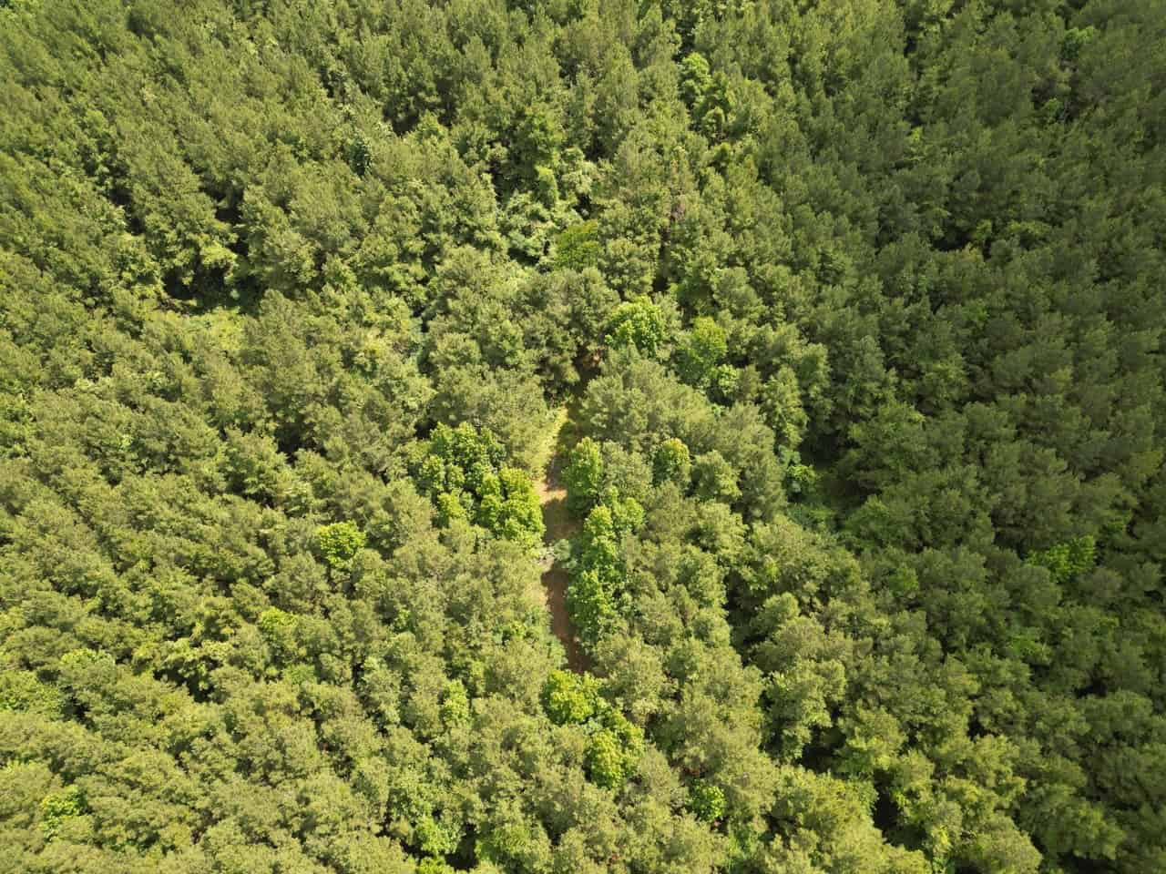 200 acres Franklin County MS Hunting Land Timber Investment