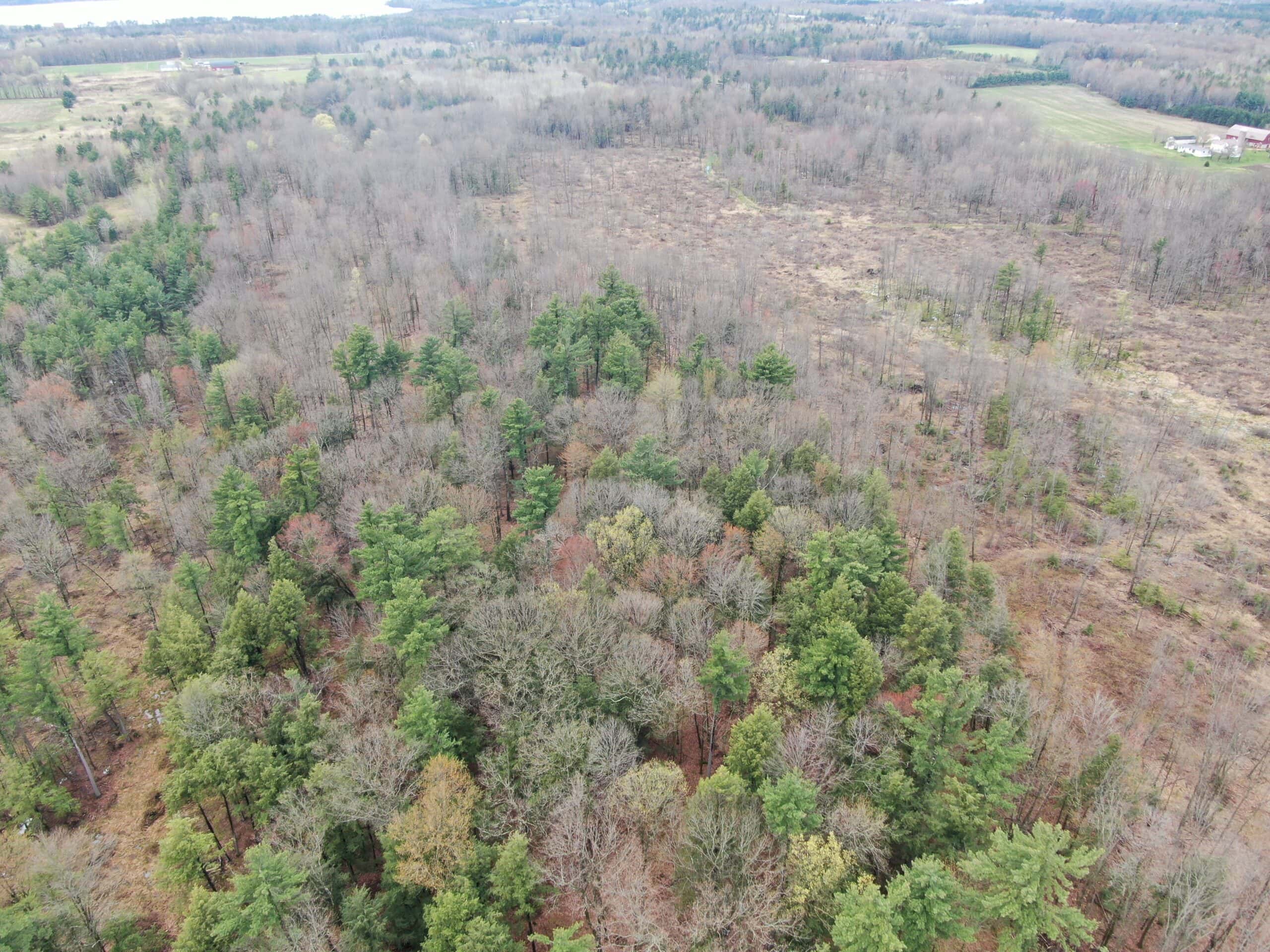 80 Acre Portage County Timber Tract For Sale