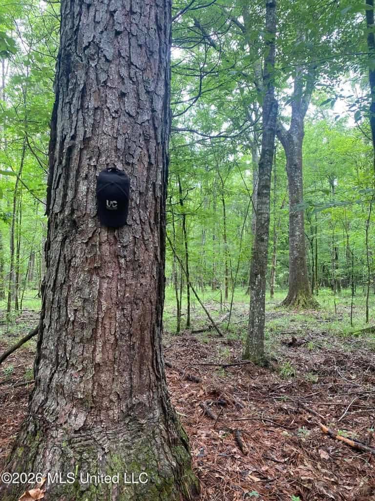 Hunting and Recreational Land for Sale in Amite County, Miss
