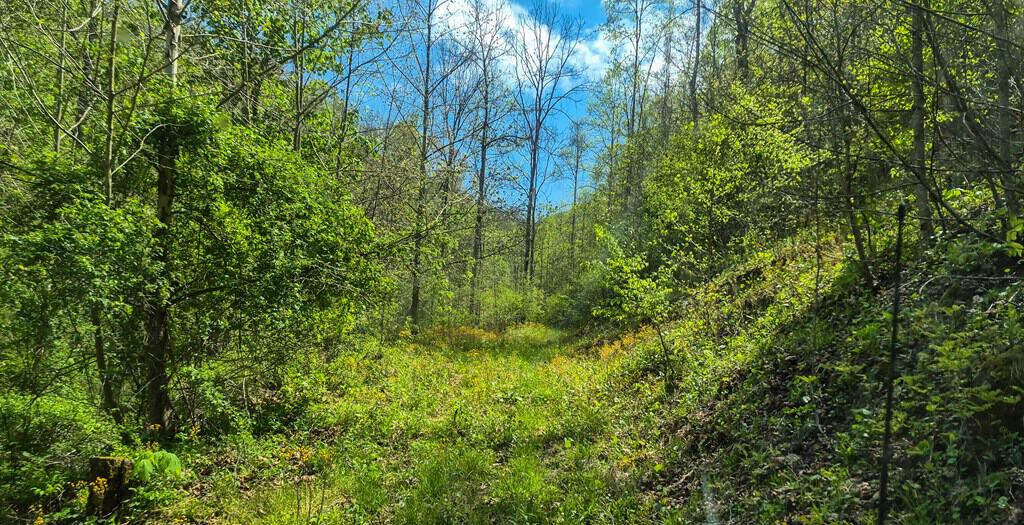1,200-Acre Tazewell Mountain Legacy: The Dry Fork Estate