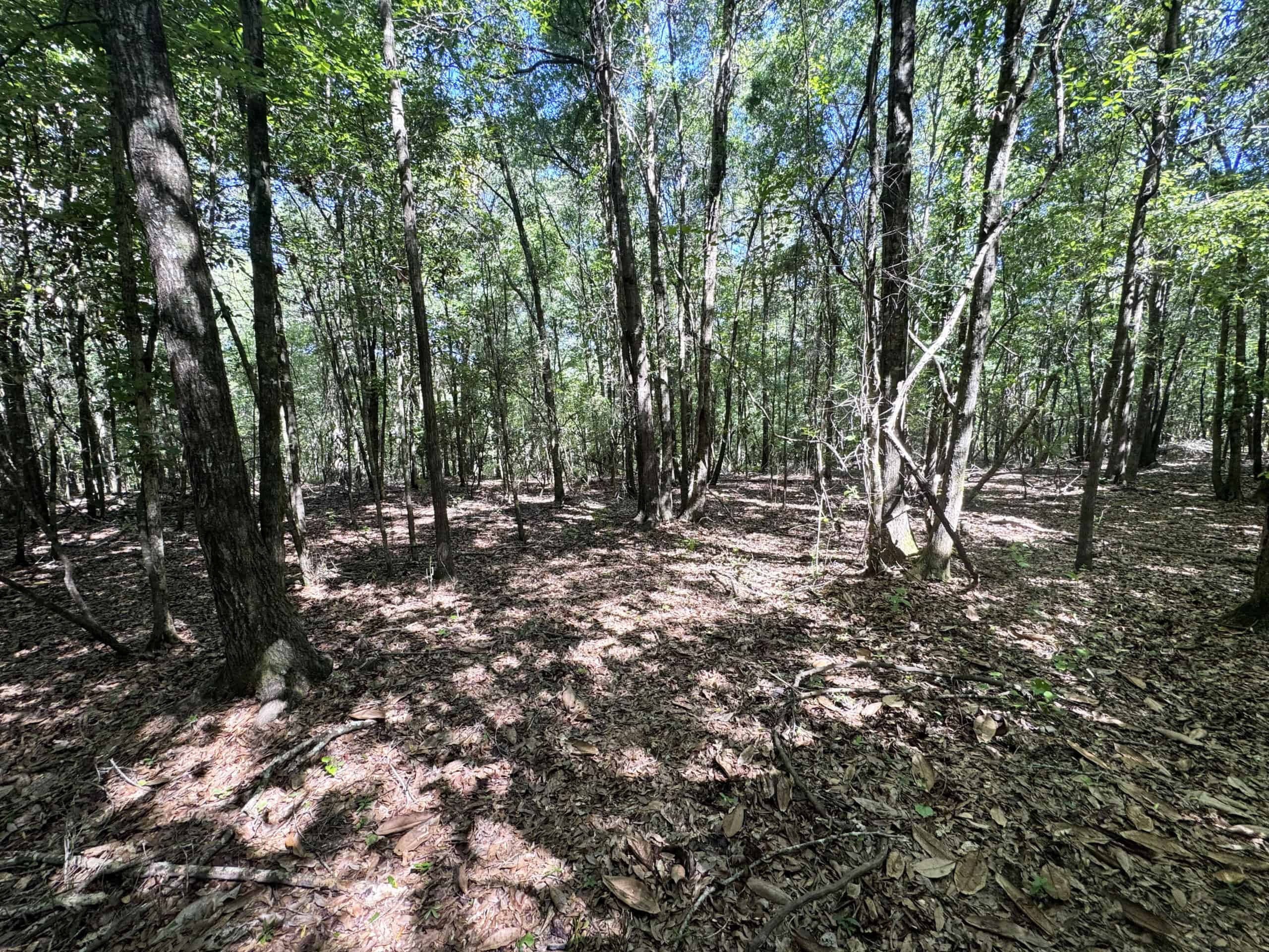 Exceptional 110 ac Hunting & Recreational Property in Shellman, GA