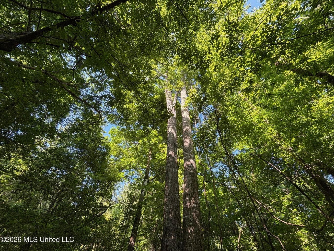 200 acres Franklin County MS Hunting Land Timber Investment