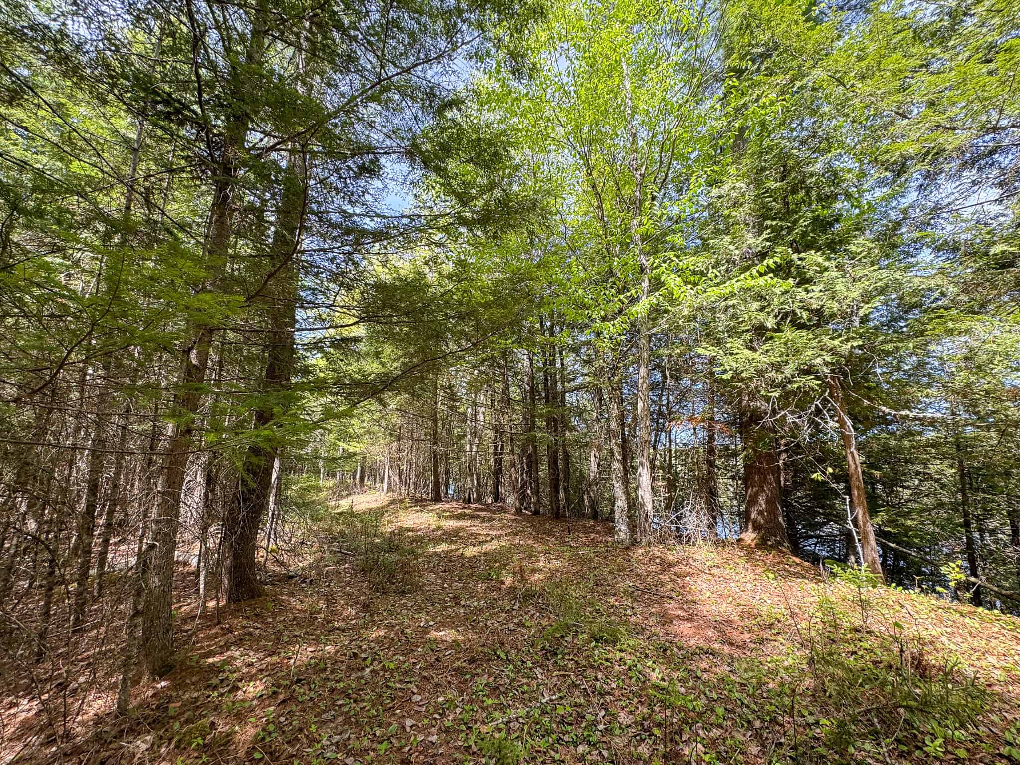 Maine River Property – 40.18 Acres – Woodville