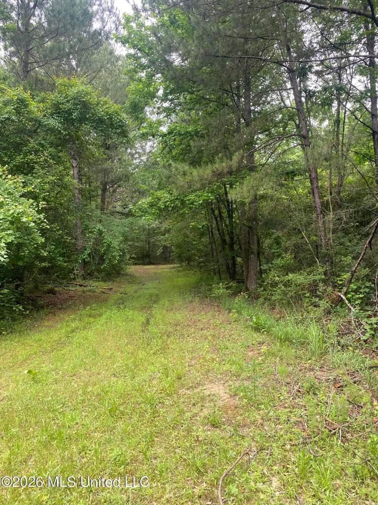 Hunting and Recreational Land for Sale in Amite County, Miss