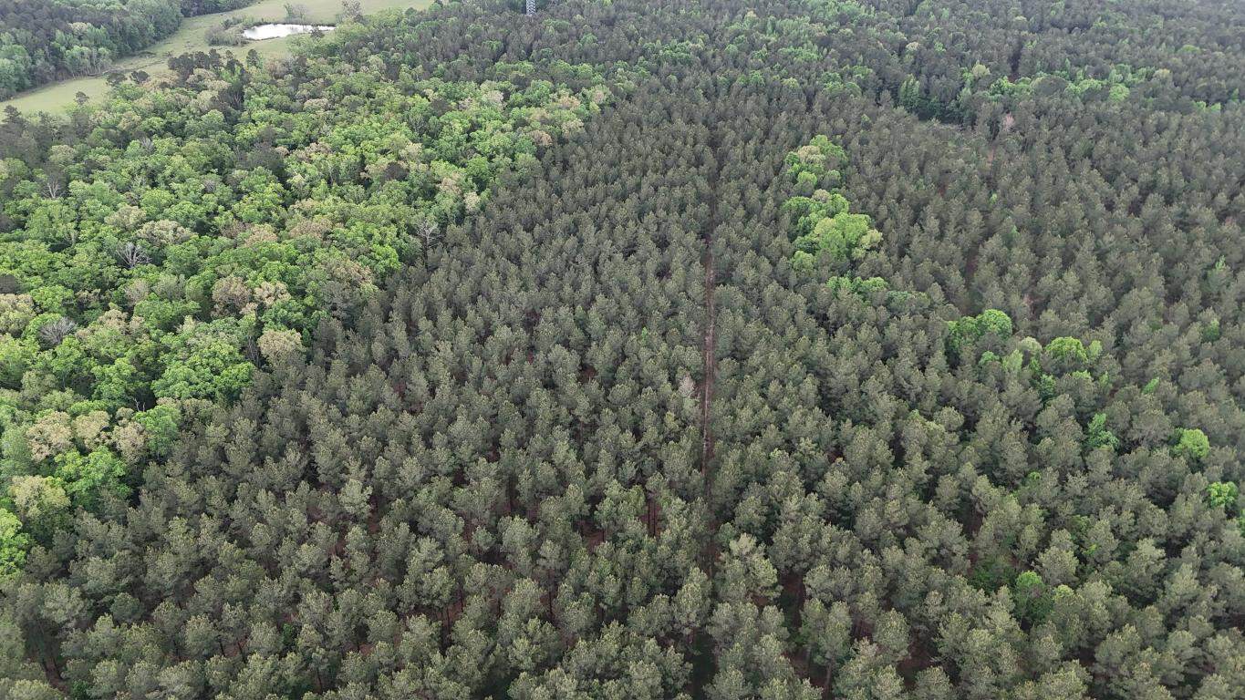 Hunting land with a Camp on Saline Lake Winn Parish LA