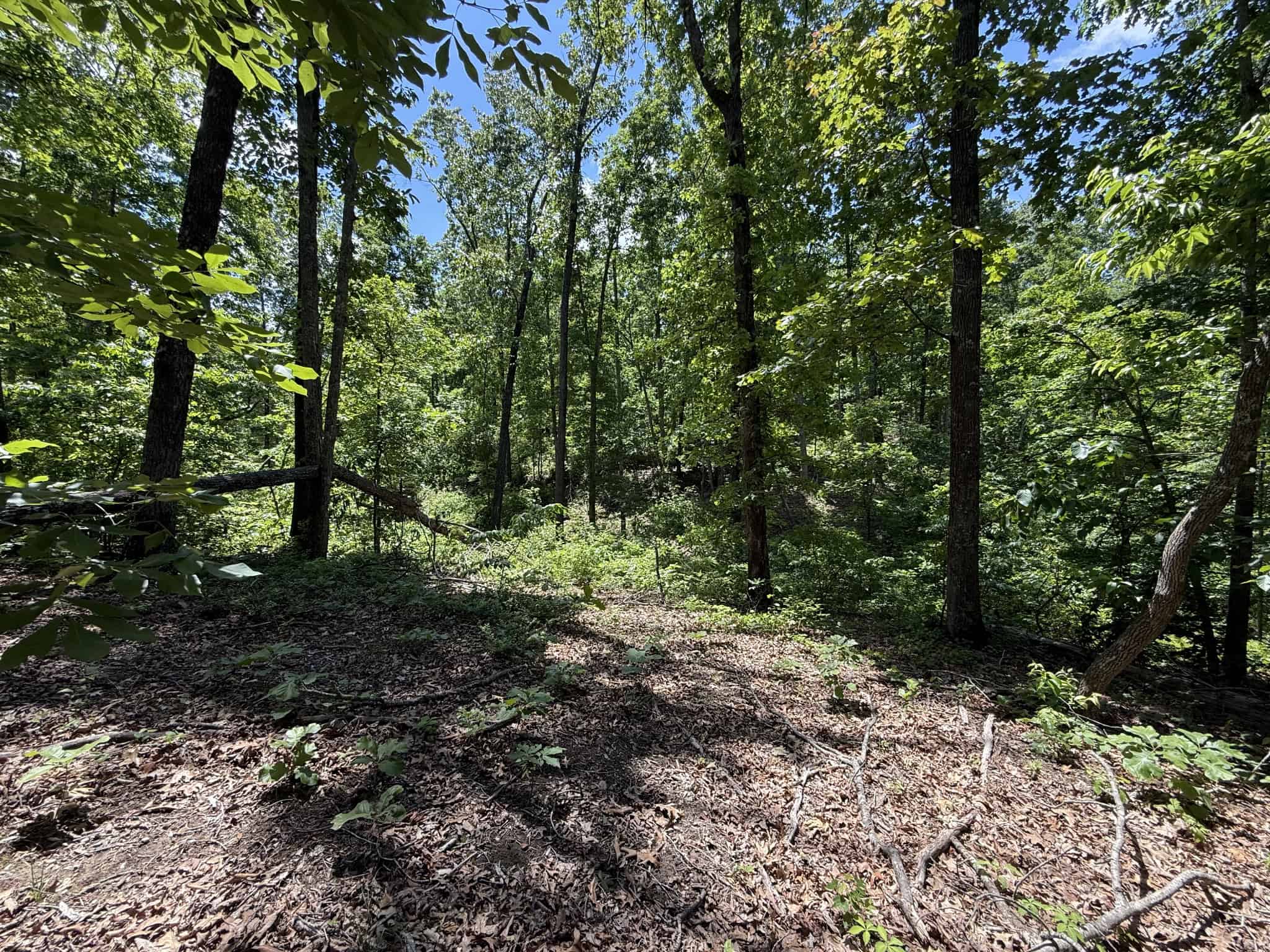 WOODED LAND, ROLLING HILLS NEAR PICKWICK LAKE