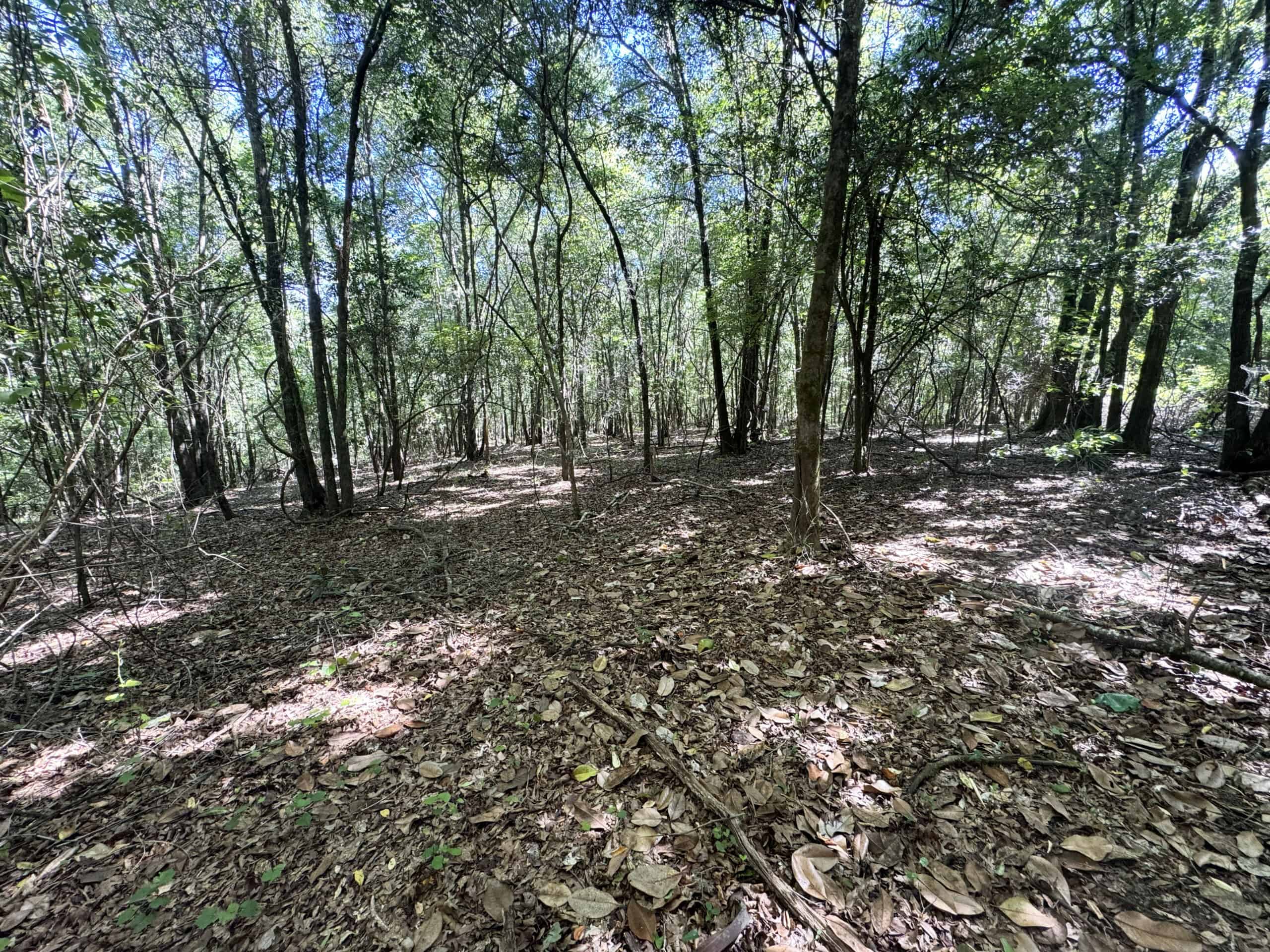 Exceptional 110 ac Hunting & Recreational Property in Shellman, GA