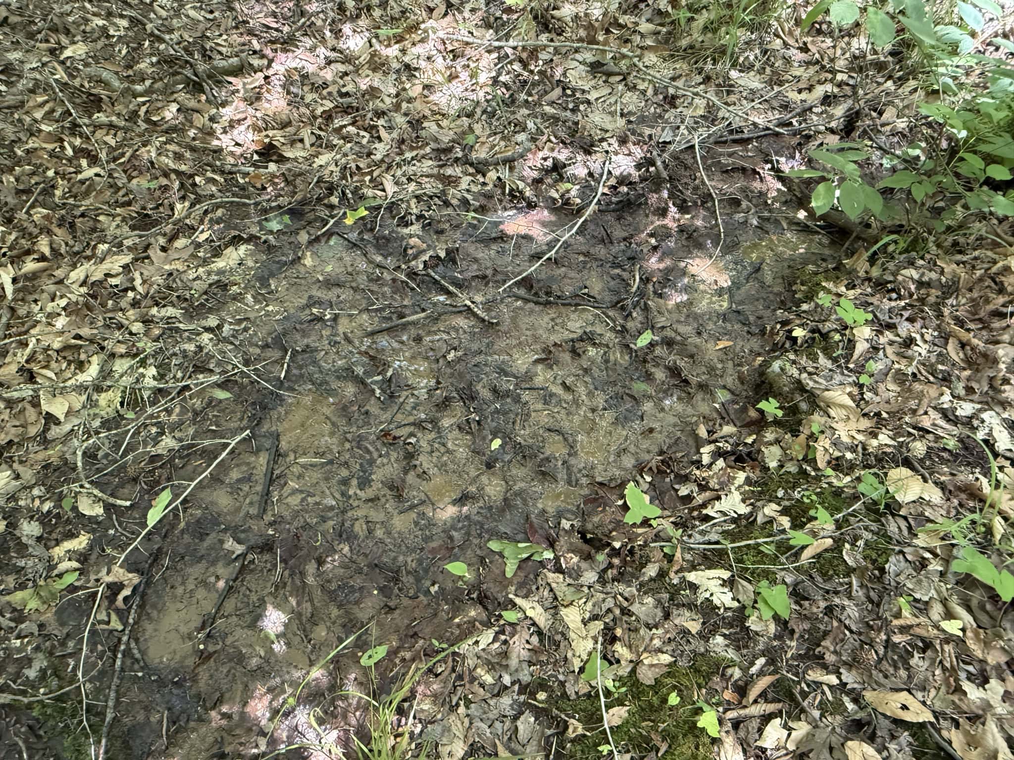 LAND FOR SALE IN TN, HOMESITE, HUNTING, FIELD, TIMBER, CREEK