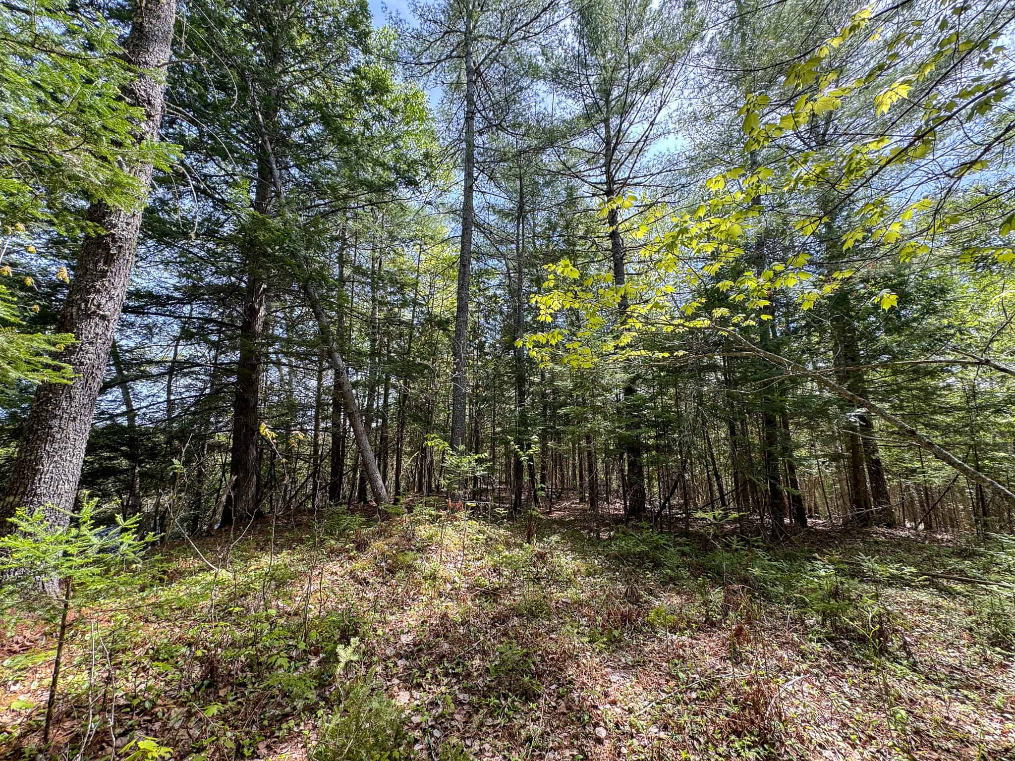 Maine River Property – 40.18 Acres – Woodville