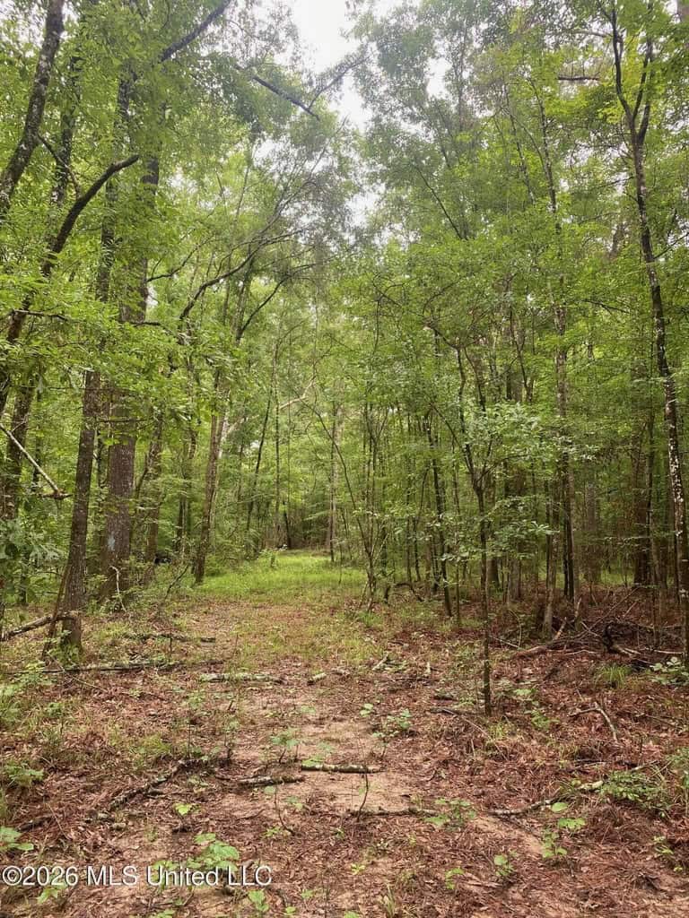 Hunting and Recreational Land for Sale in Amite County, Miss