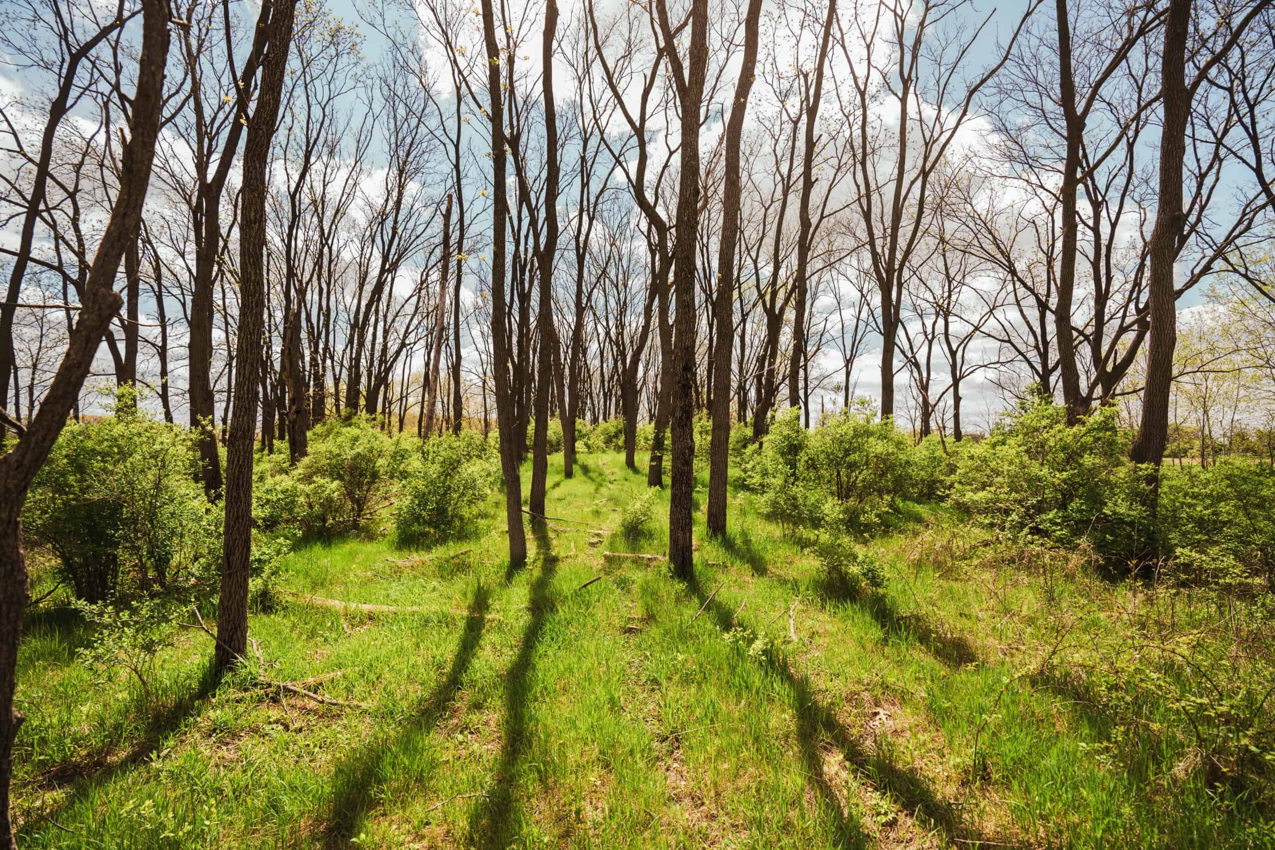 74 Acres in Dane County Town of York Rec, Hunting and Build Site for Sale
