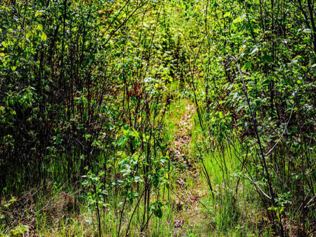 130 Acre Wisconsin Hunting Property for Sale in Marinette County WI
