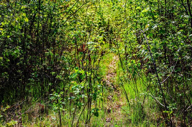 130 Acre Wisconsin Hunting Property for Sale in Marinette County WI