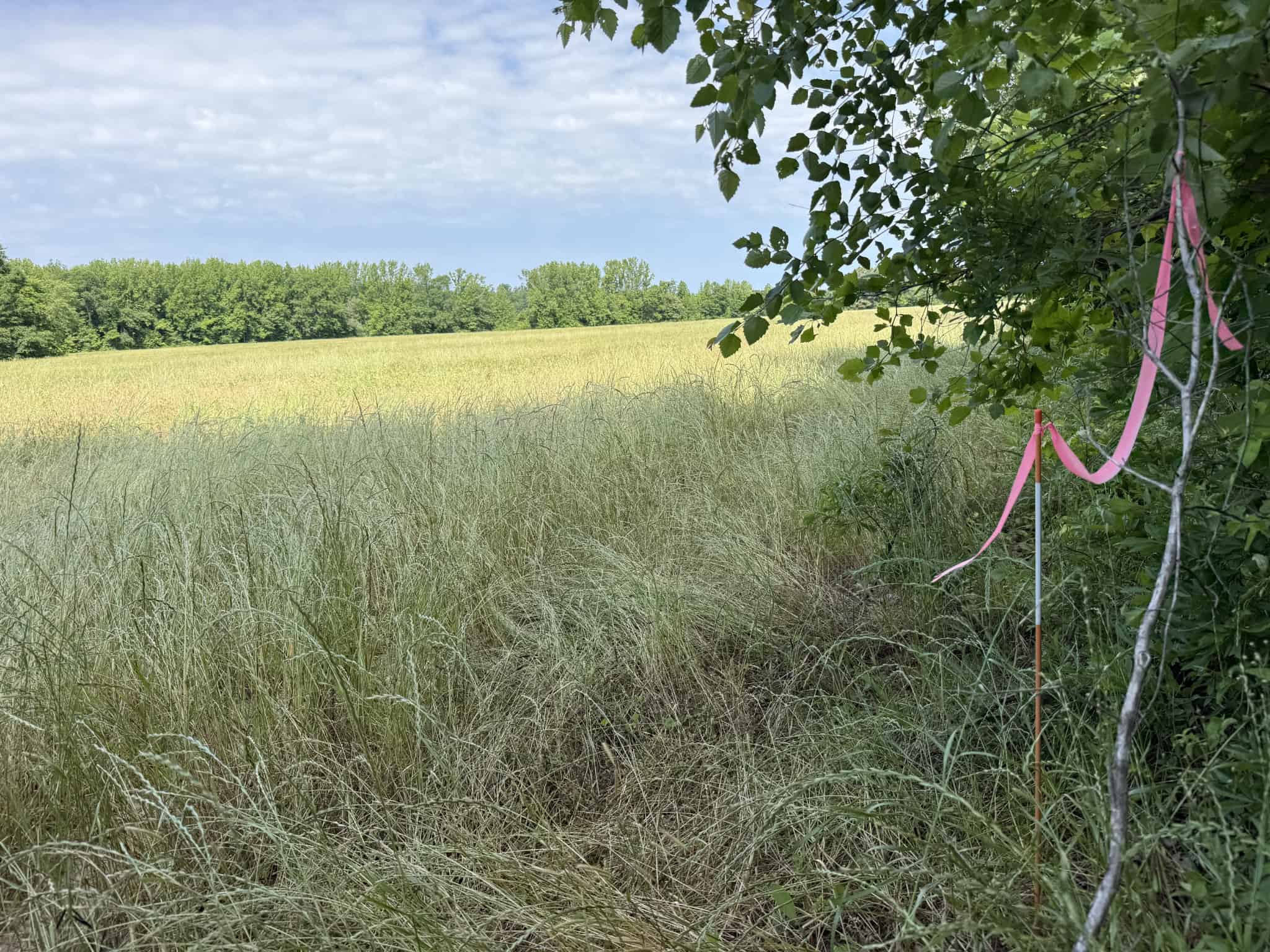 LAND FOR SALE IN TN, HOMESITE, HUNTING, FIELD, TIMBER, CREEK