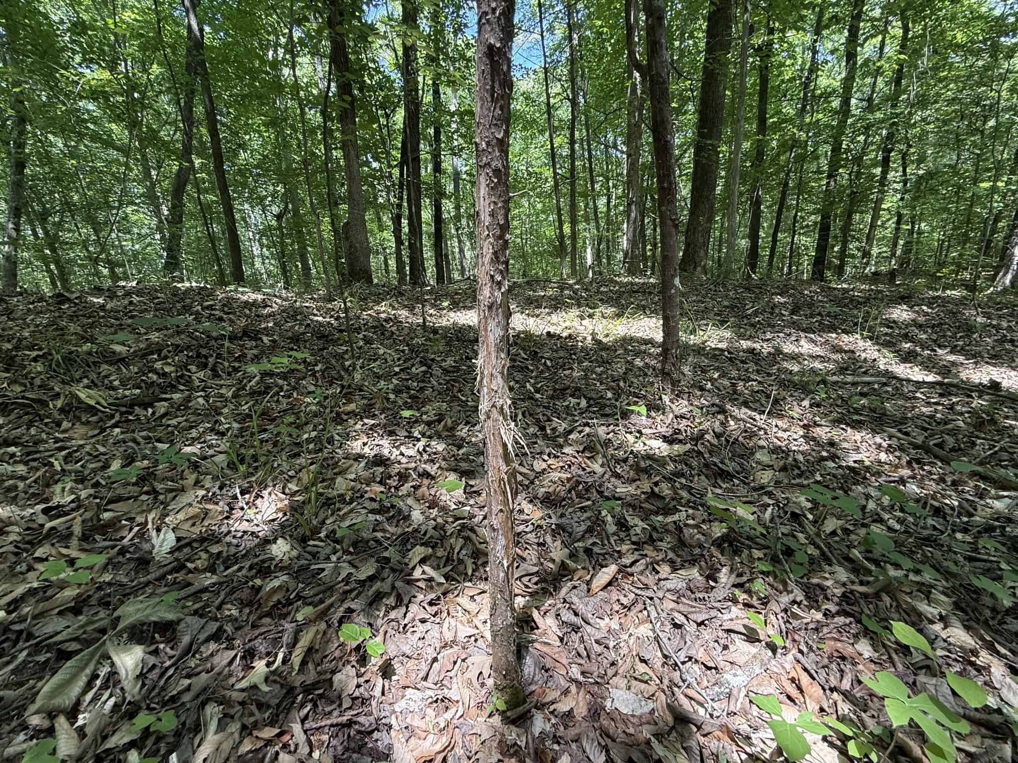 LAND FOR SALE IN TN, HOMESITE, HUNTING, FIELD, TIMBER, CREEK