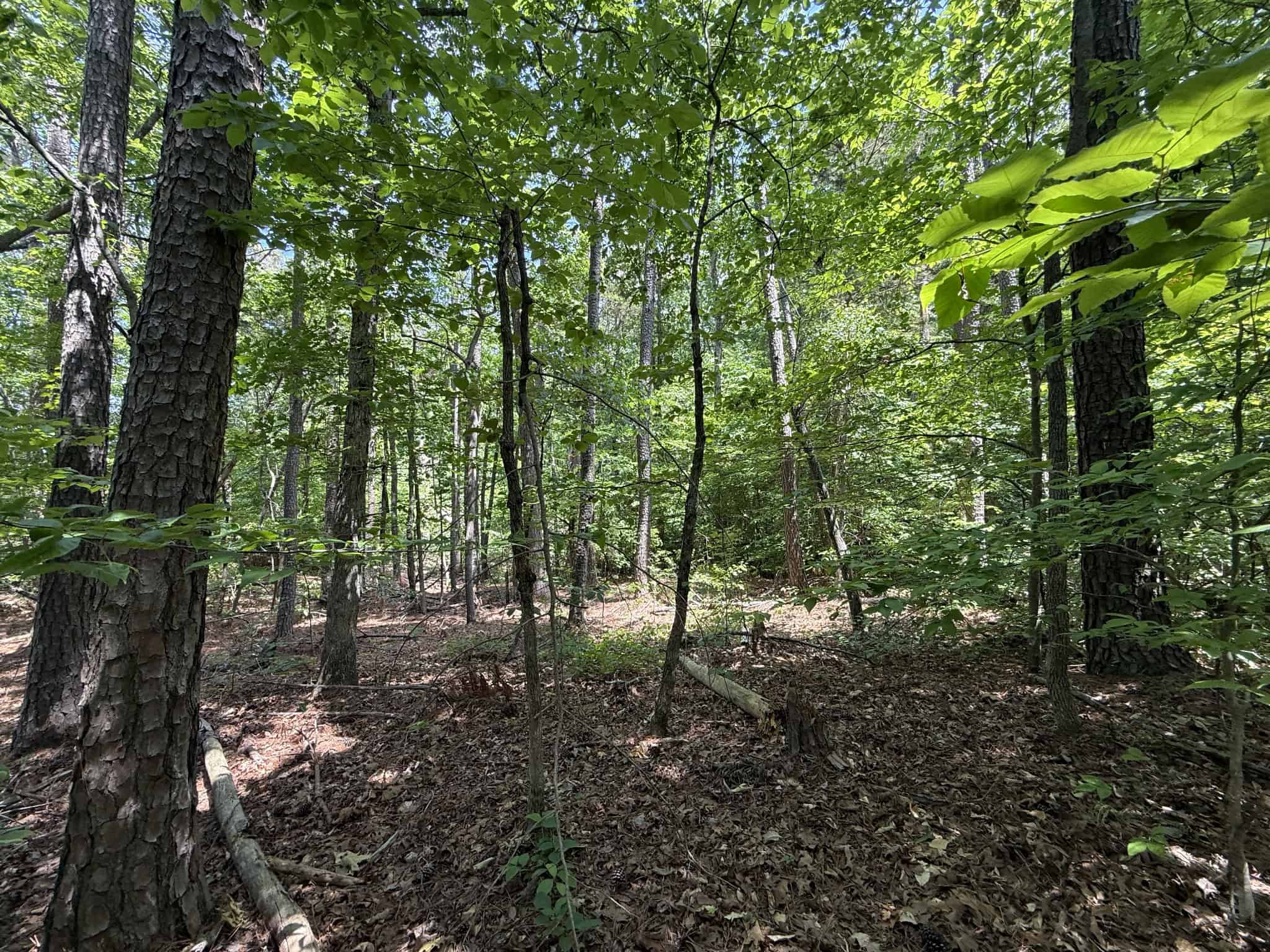LAND FOR SALE IN TN, HOMESITE, HUNTING, FIELD, TIMBER, CREEK