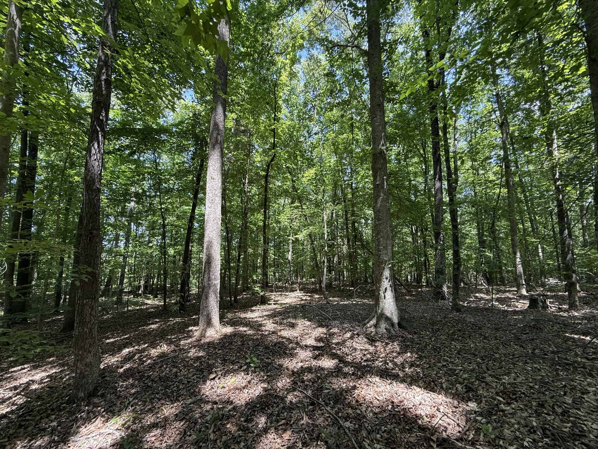 LAND FOR SALE IN TN, HOMESITE, HUNTING, FIELD, TIMBER, CREEK