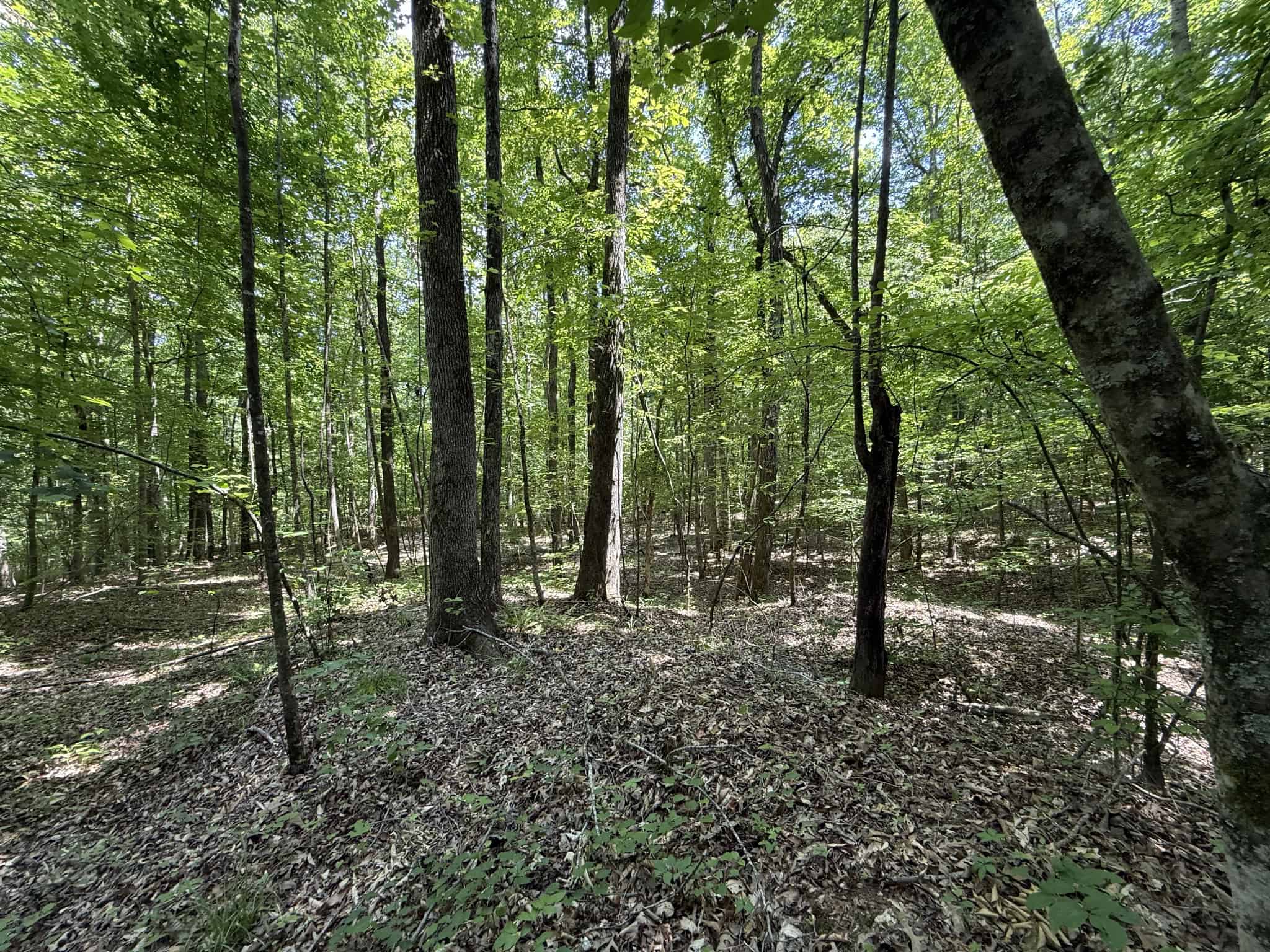 LAND FOR SALE IN TN, HOMESITE, HUNTING, FIELD, TIMBER, CREEK