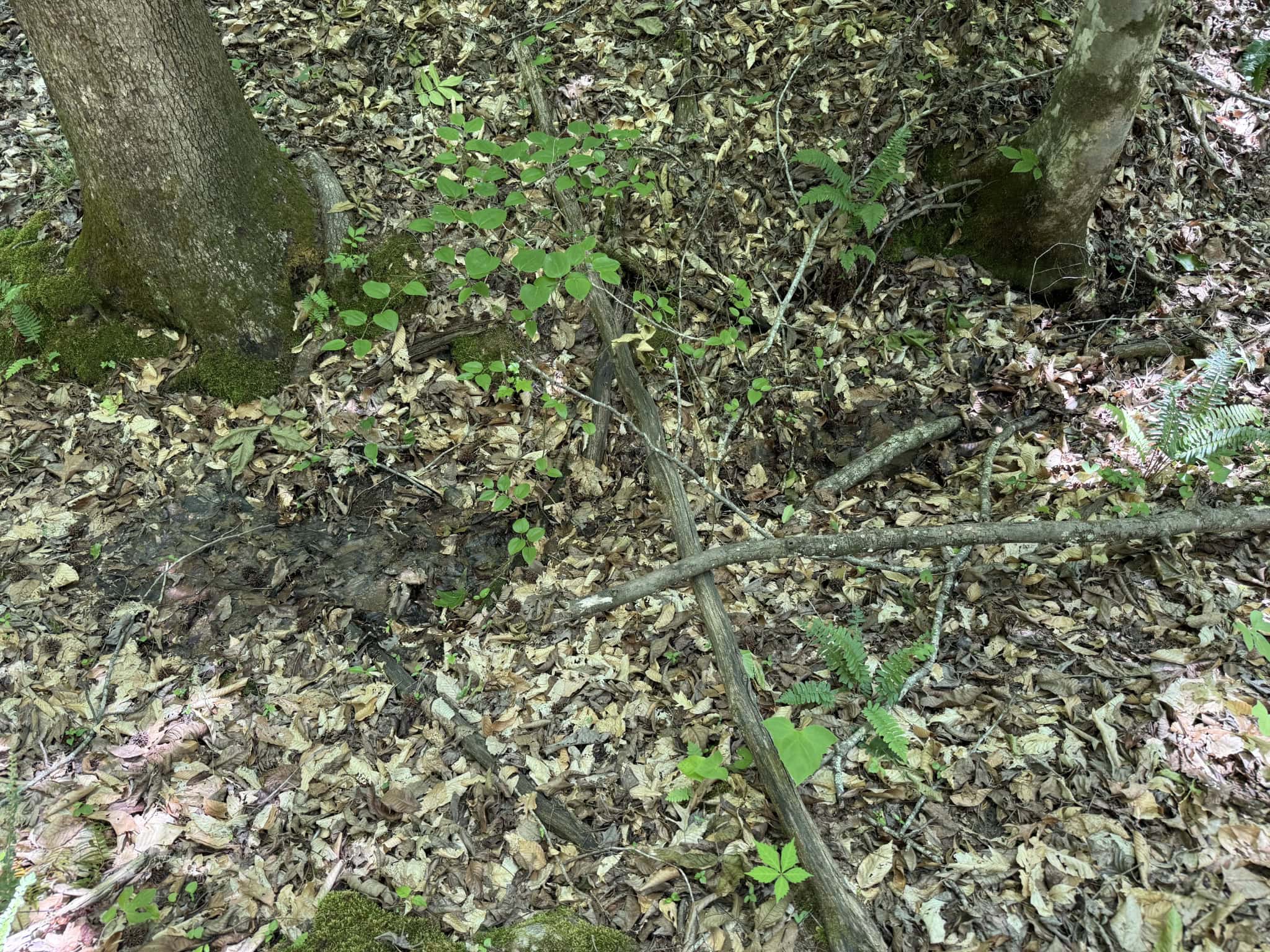 LAND FOR SALE IN TN, HOMESITE, HUNTING, FIELD, TIMBER, CREEK
