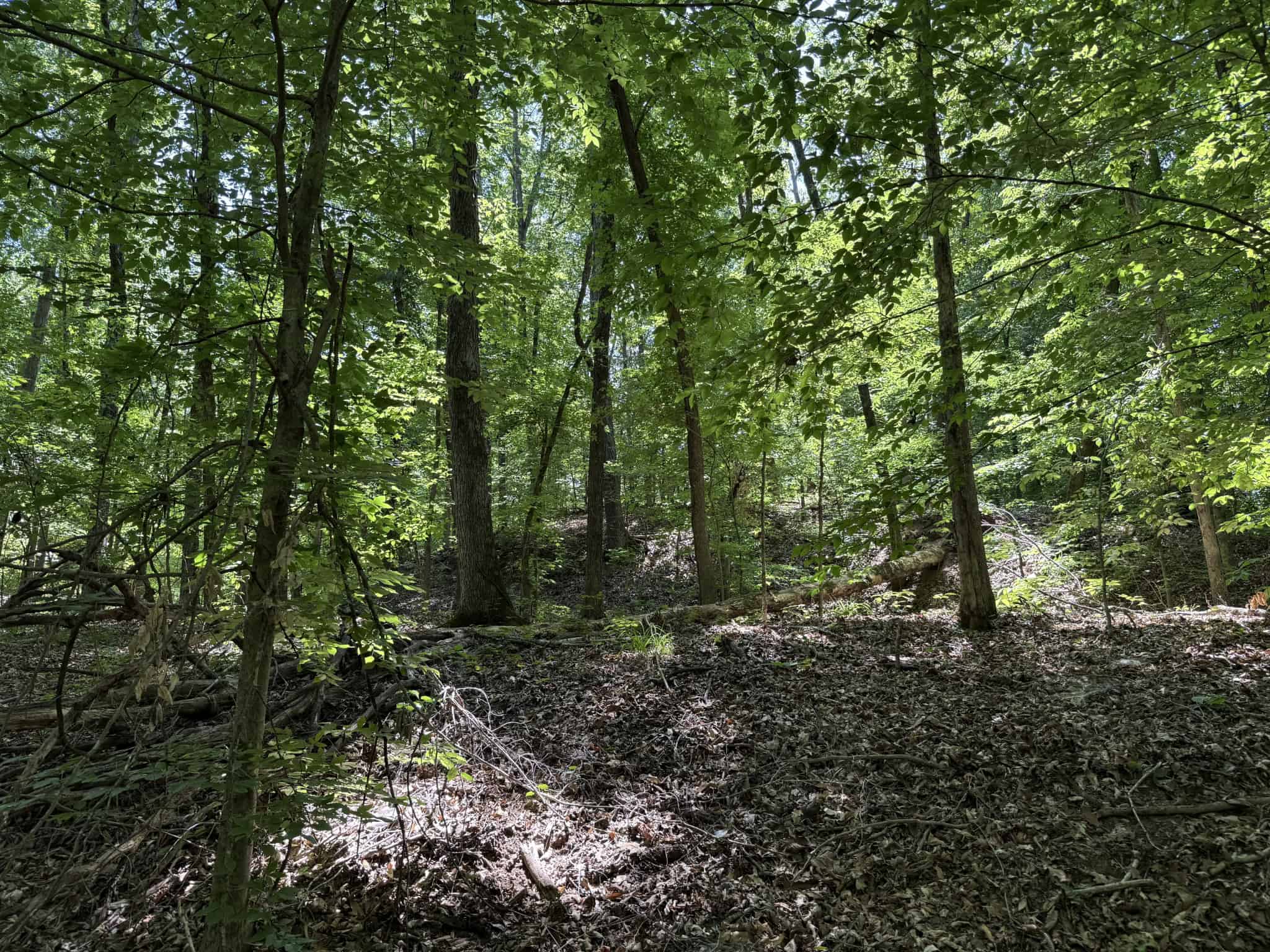LAND FOR SALE IN TN, HOMESITE, HUNTING, FIELD, TIMBER, CREEK