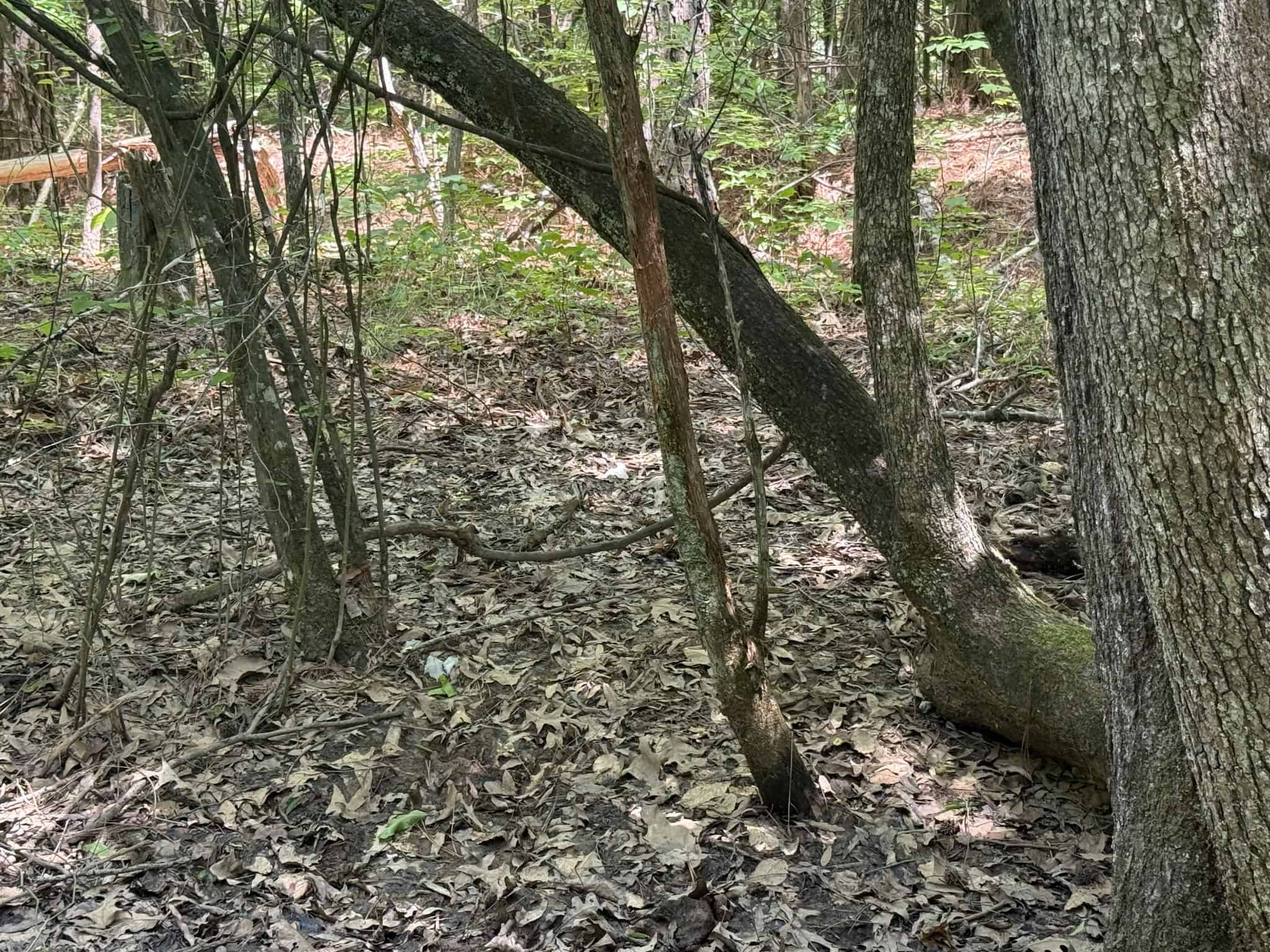 LAND FOR SALE IN TN, HOMESITE, HUNTING, FIELD, TIMBER, CREEK