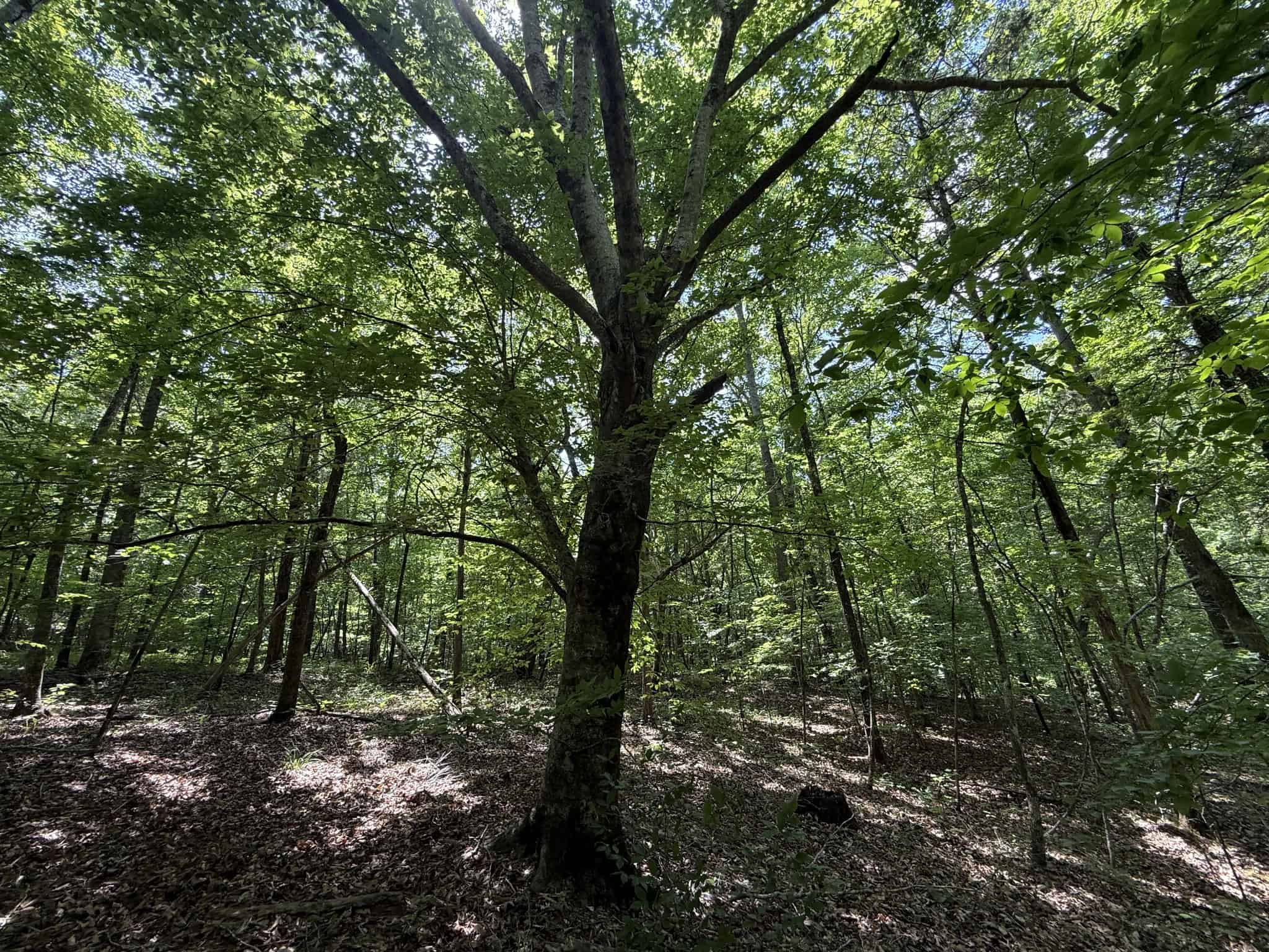 LAND FOR SALE IN TN, HOMESITE, HUNTING, FIELD, TIMBER, CREEK