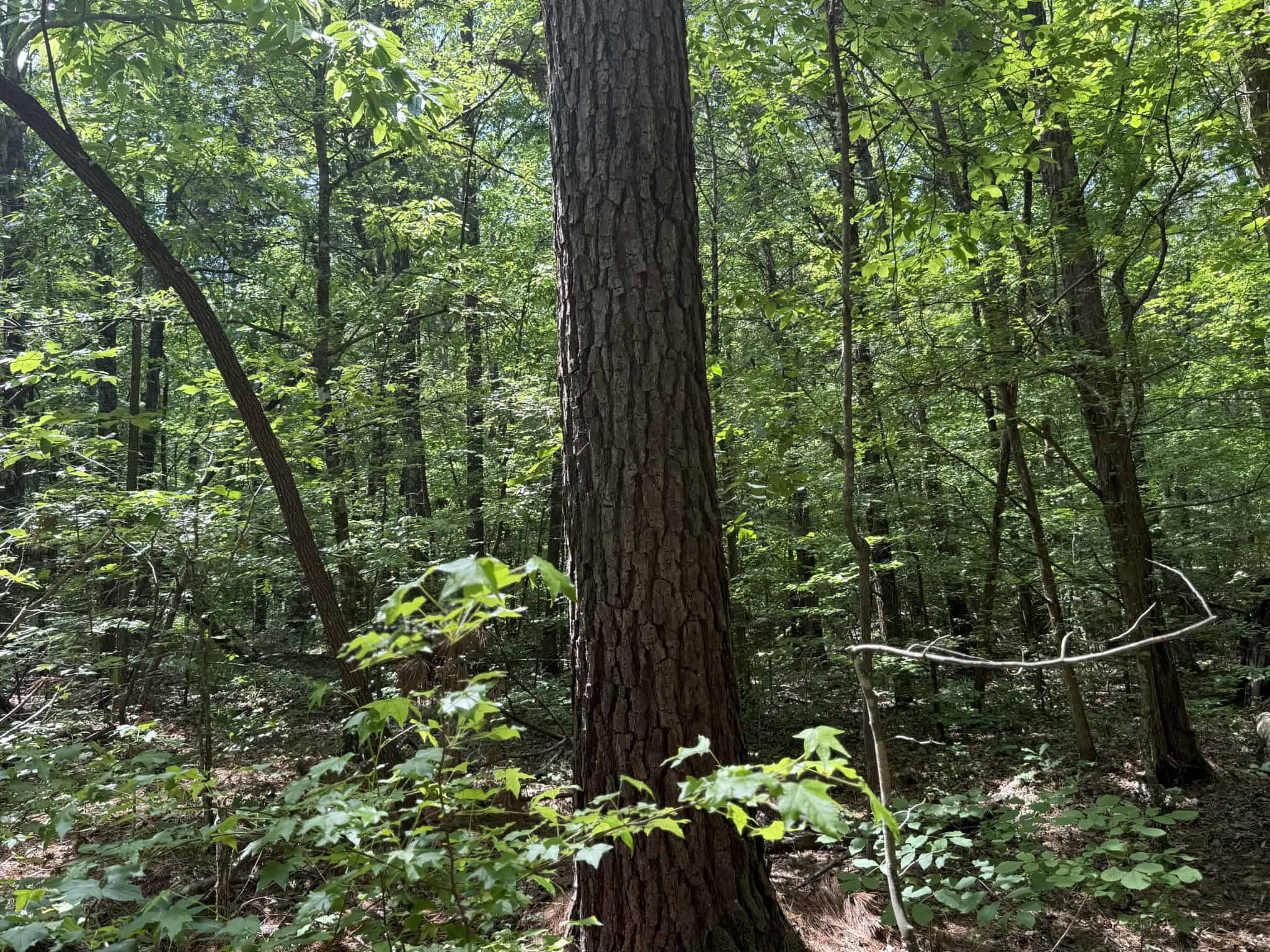 LAND FOR SALE IN TN, HOMESITE, HUNTING, FIELD, TIMBER, CREEK