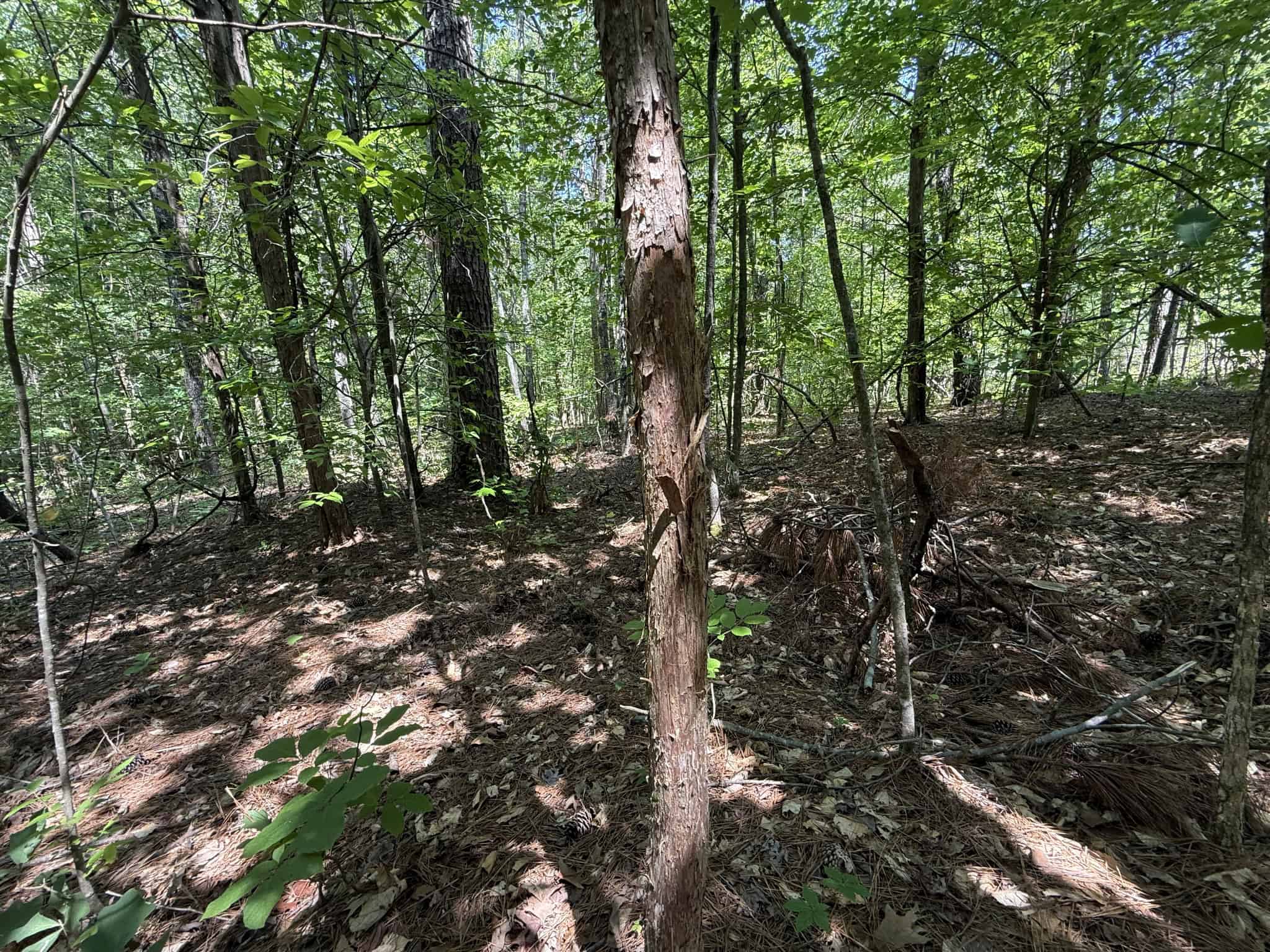 LAND FOR SALE IN TN, HOMESITE, HUNTING, FIELD, TIMBER, CREEK