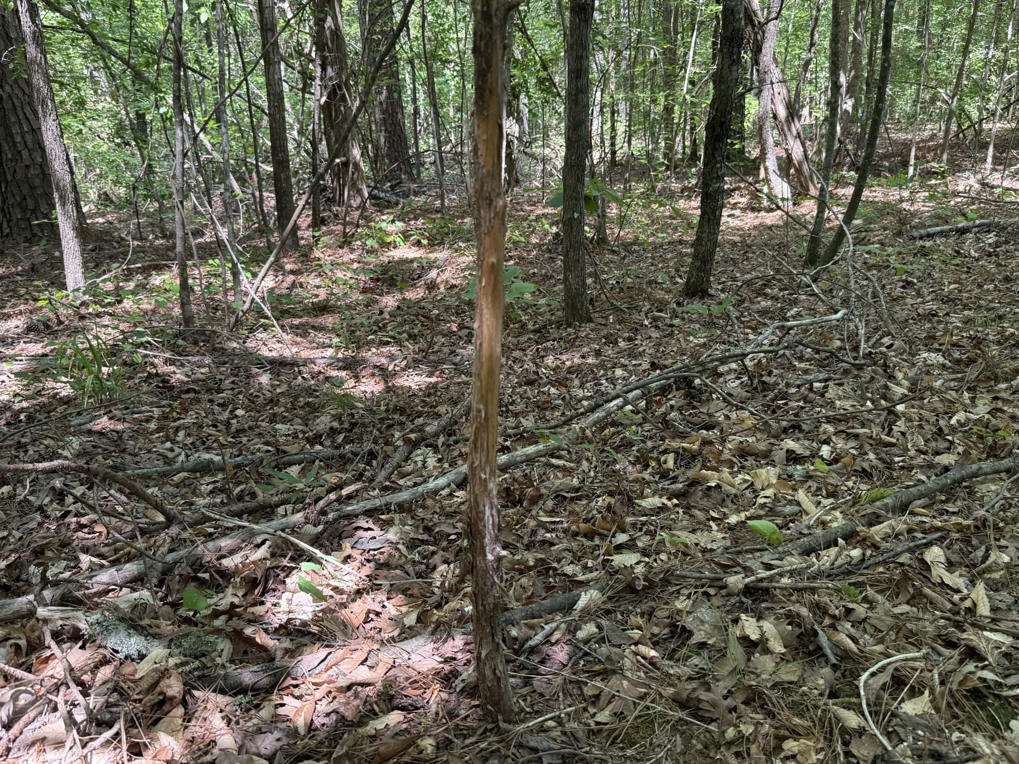 LAND FOR SALE IN TN, HOMESITE, HUNTING, FIELD, TIMBER, CREEK
