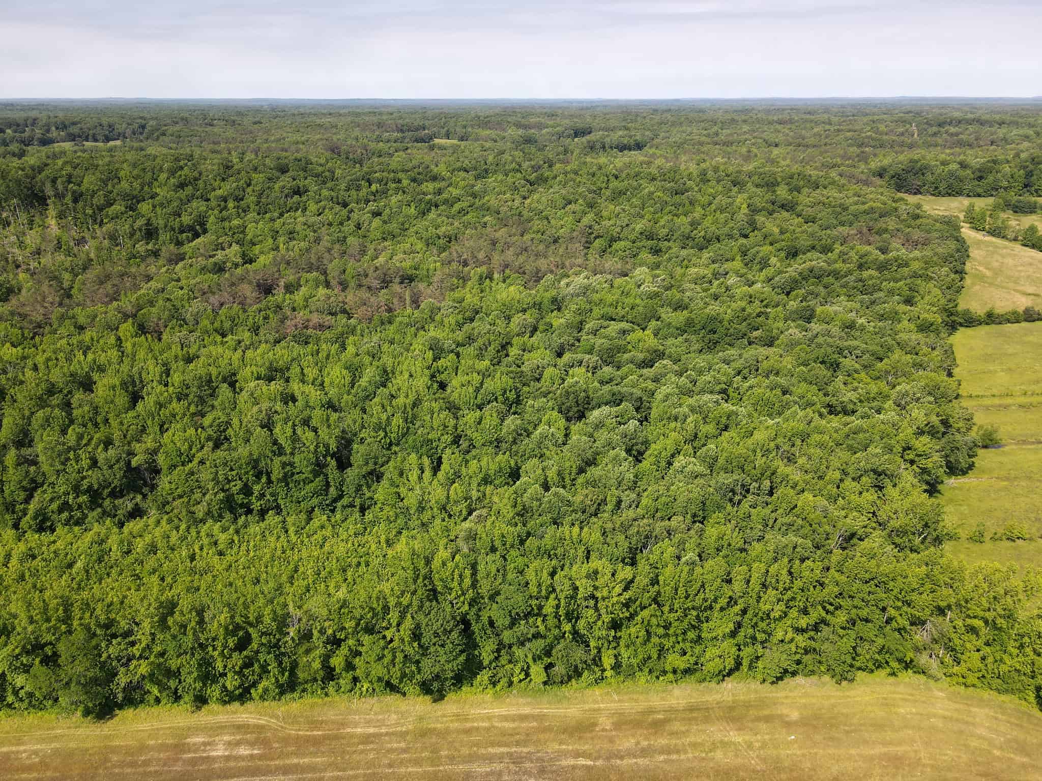 LAND FOR SALE IN TN, HOMESITE, HUNTING, FIELD, TIMBER, CREEK