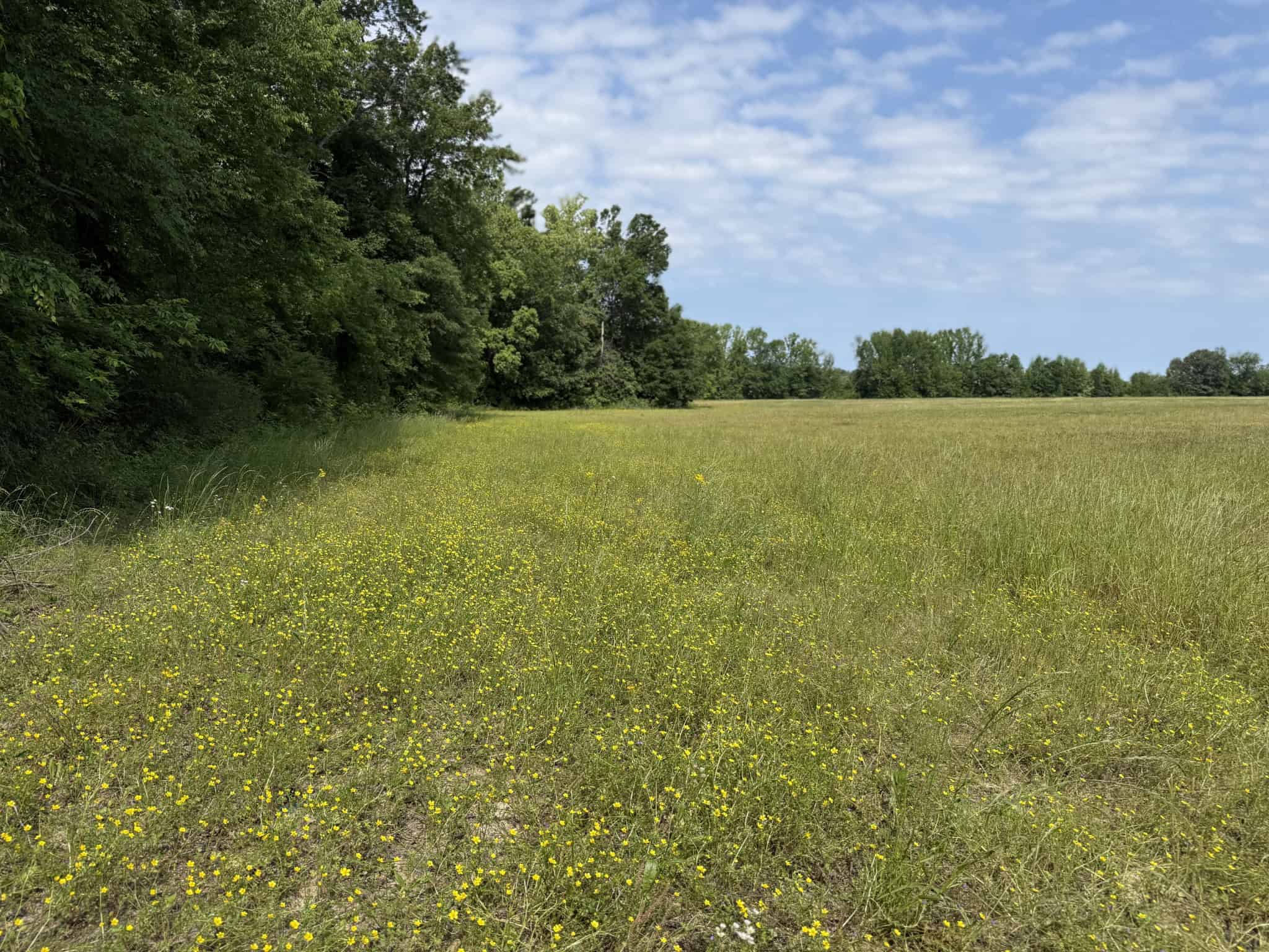 LAND FOR SALE IN TN, HOMESITE, HUNTING, FIELD, TIMBER, CREEK