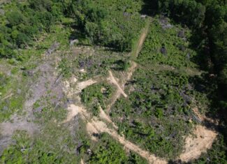 ±92 Acres Hunting & Timber Land in East TX