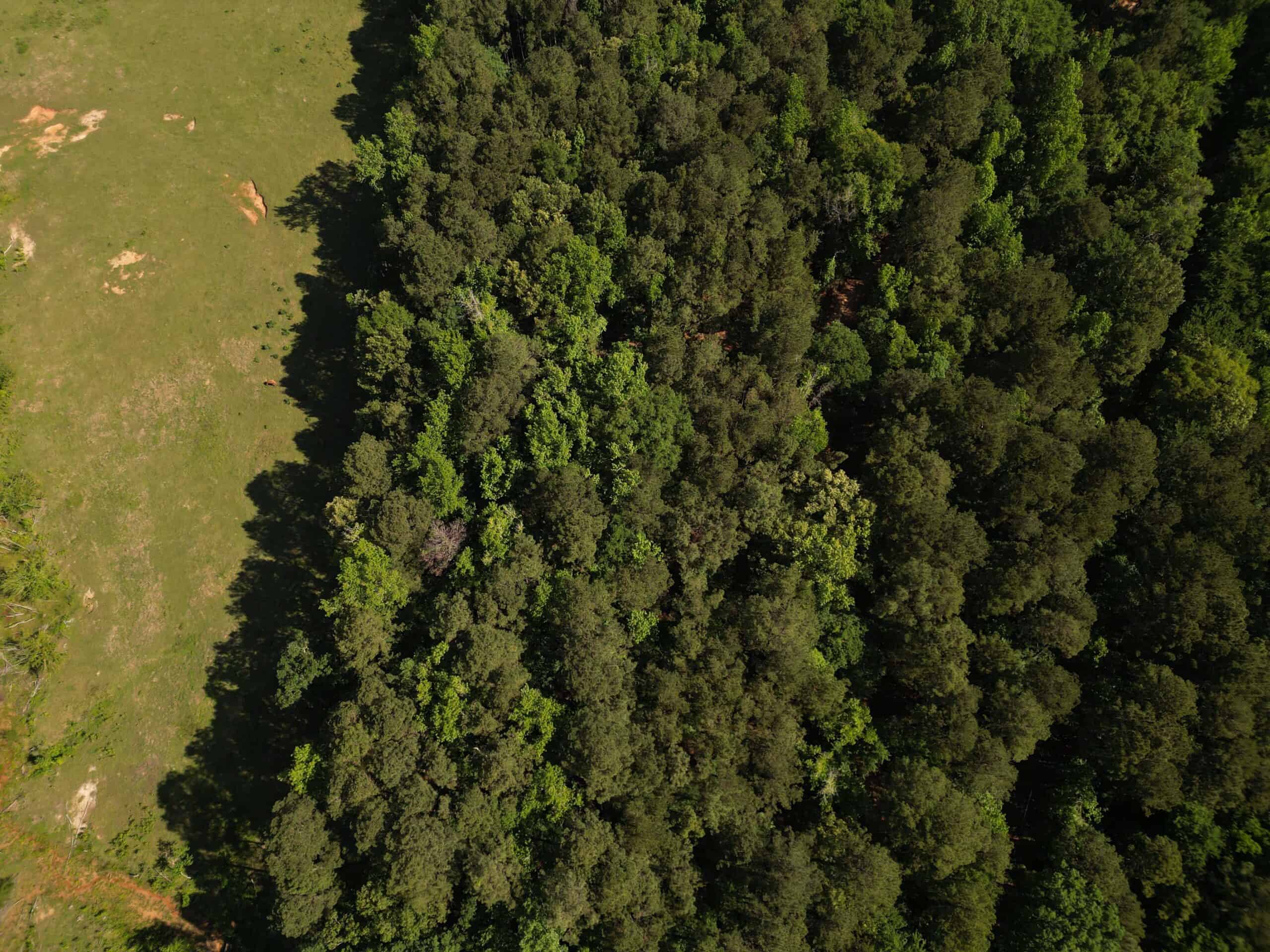 ±92 Acres Hunting & Timber Land in East TX