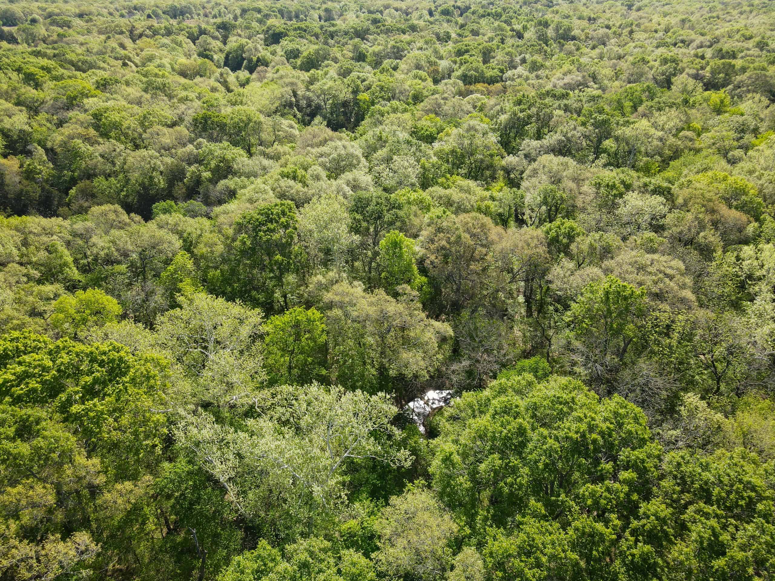Texas Hunting & Recreational Land Auction
