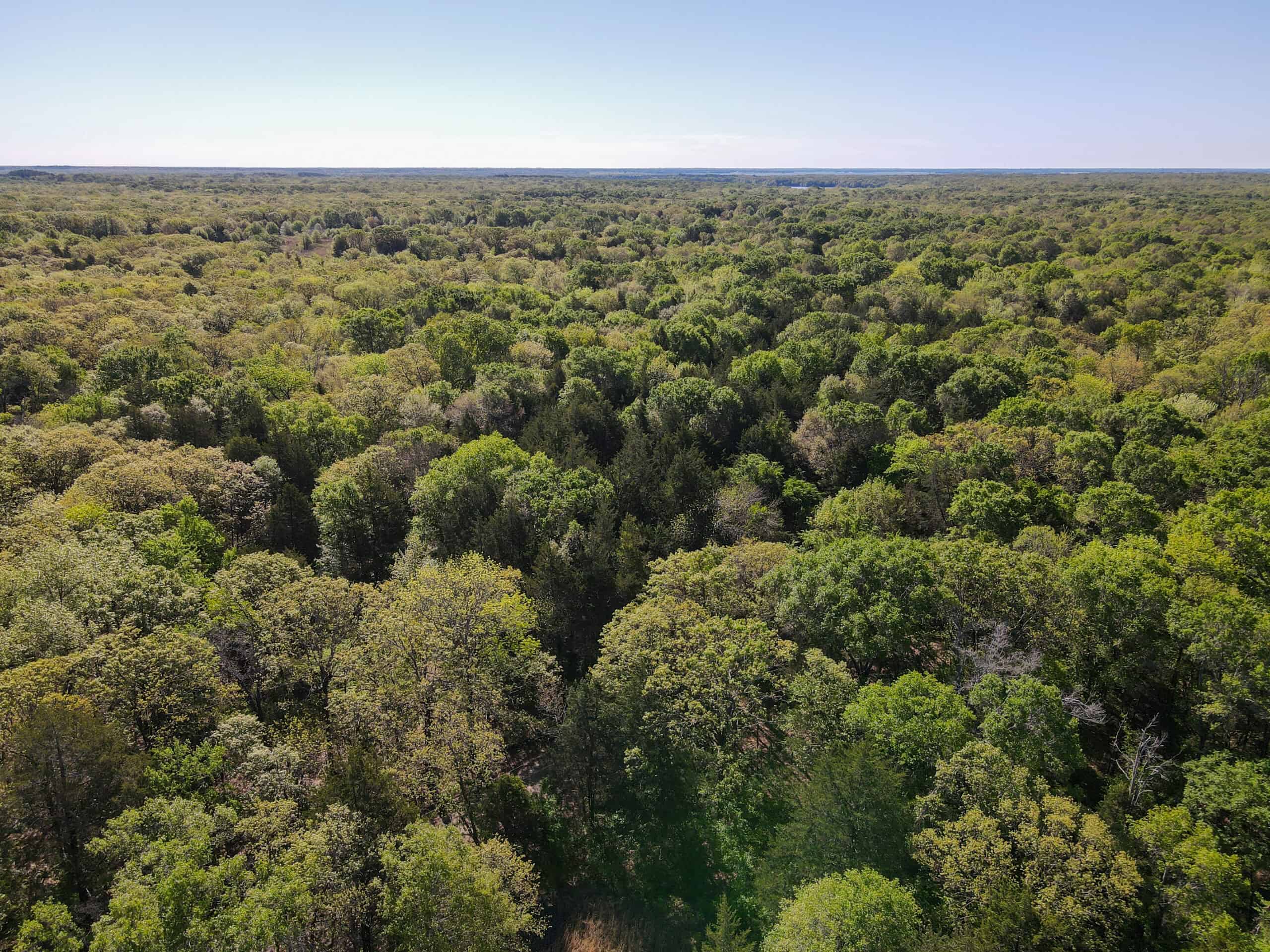 Texas Hunting & Recreational Land Auction
