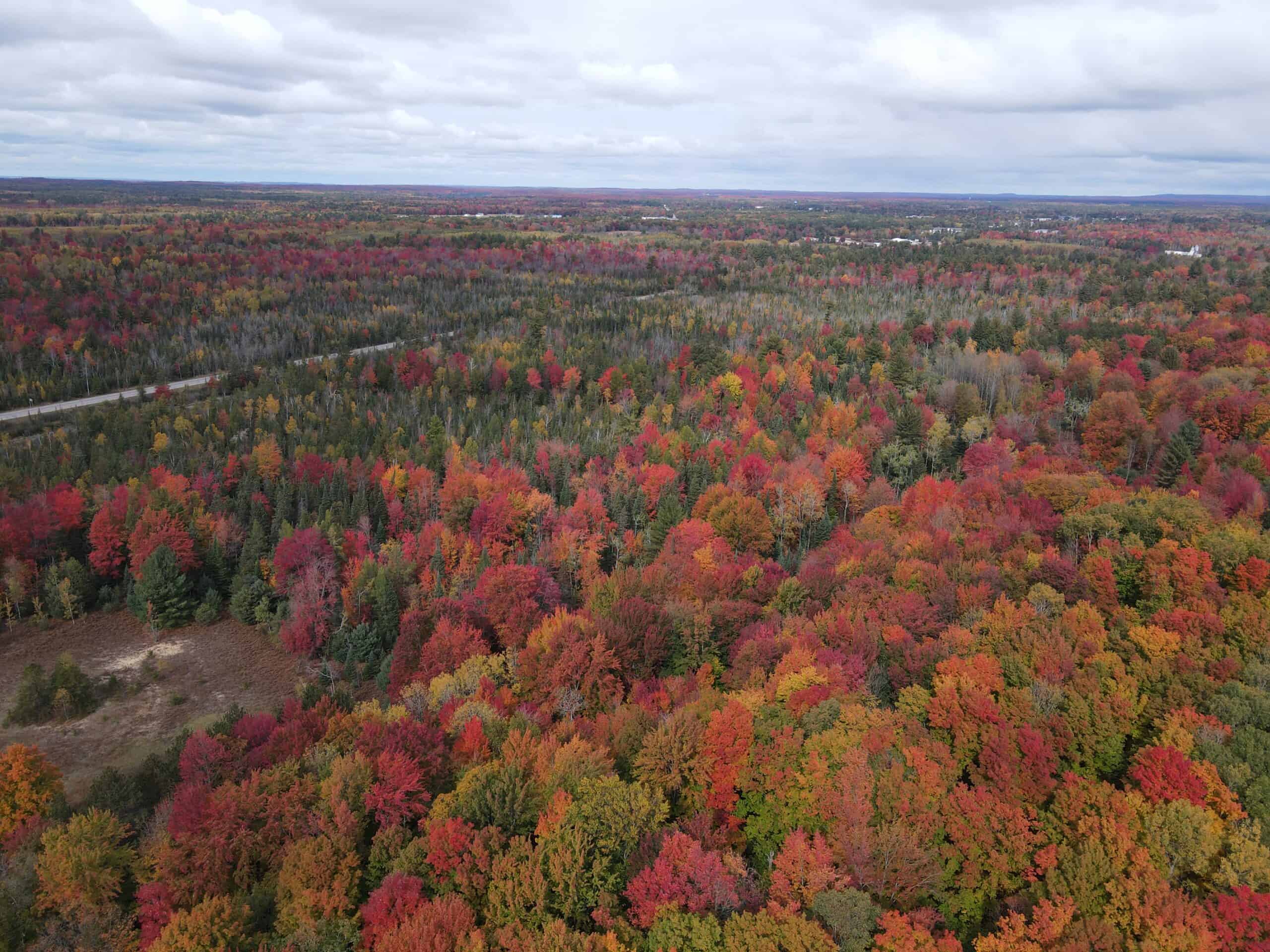 94 Acres of Prime Northern Michigan Land – Surveyed, Buildable, & Loaded with Wildlife